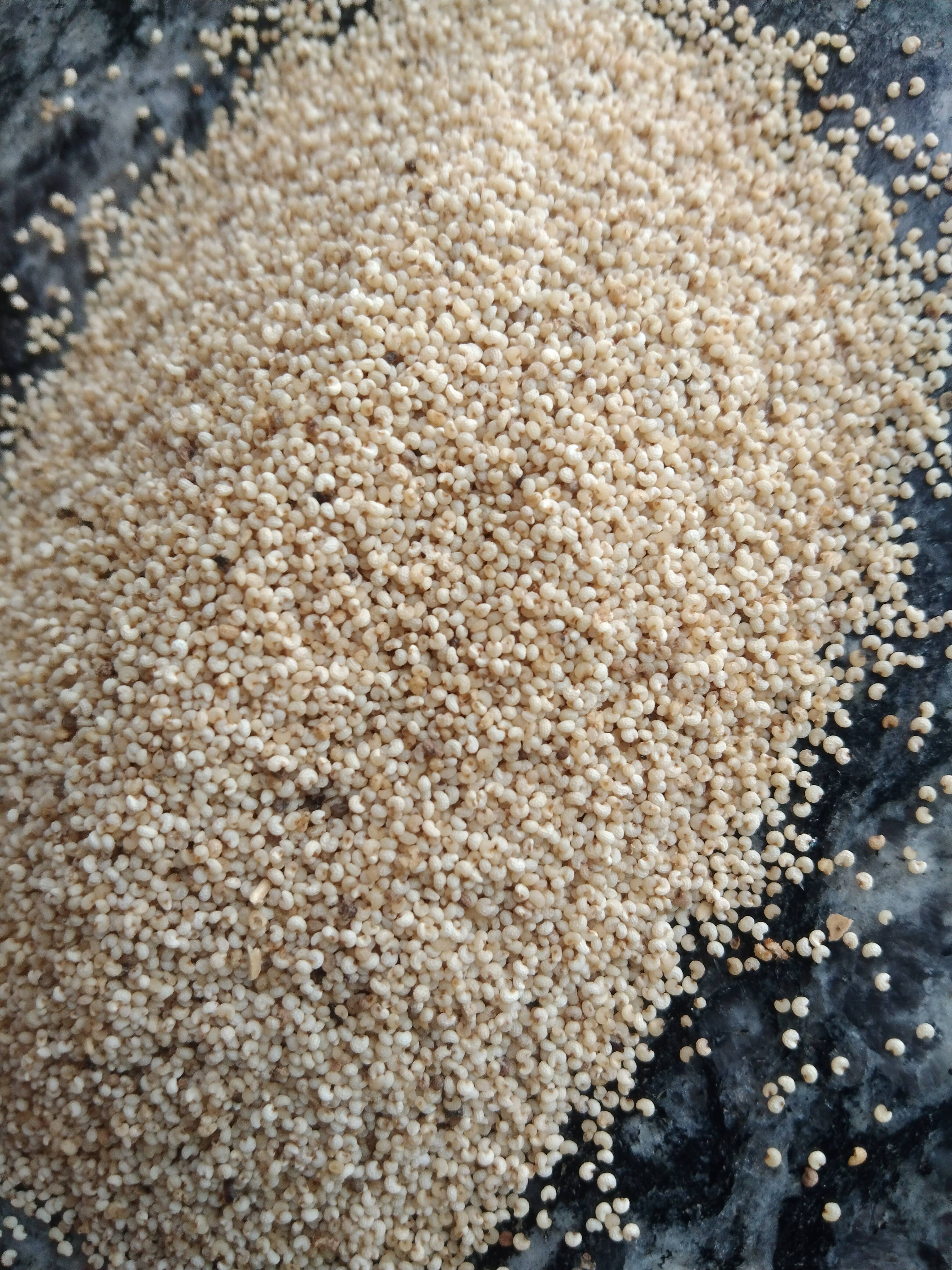 White Poppy Seeds विक्रीसाठी, मंदसौर, मध्य प्रदेश