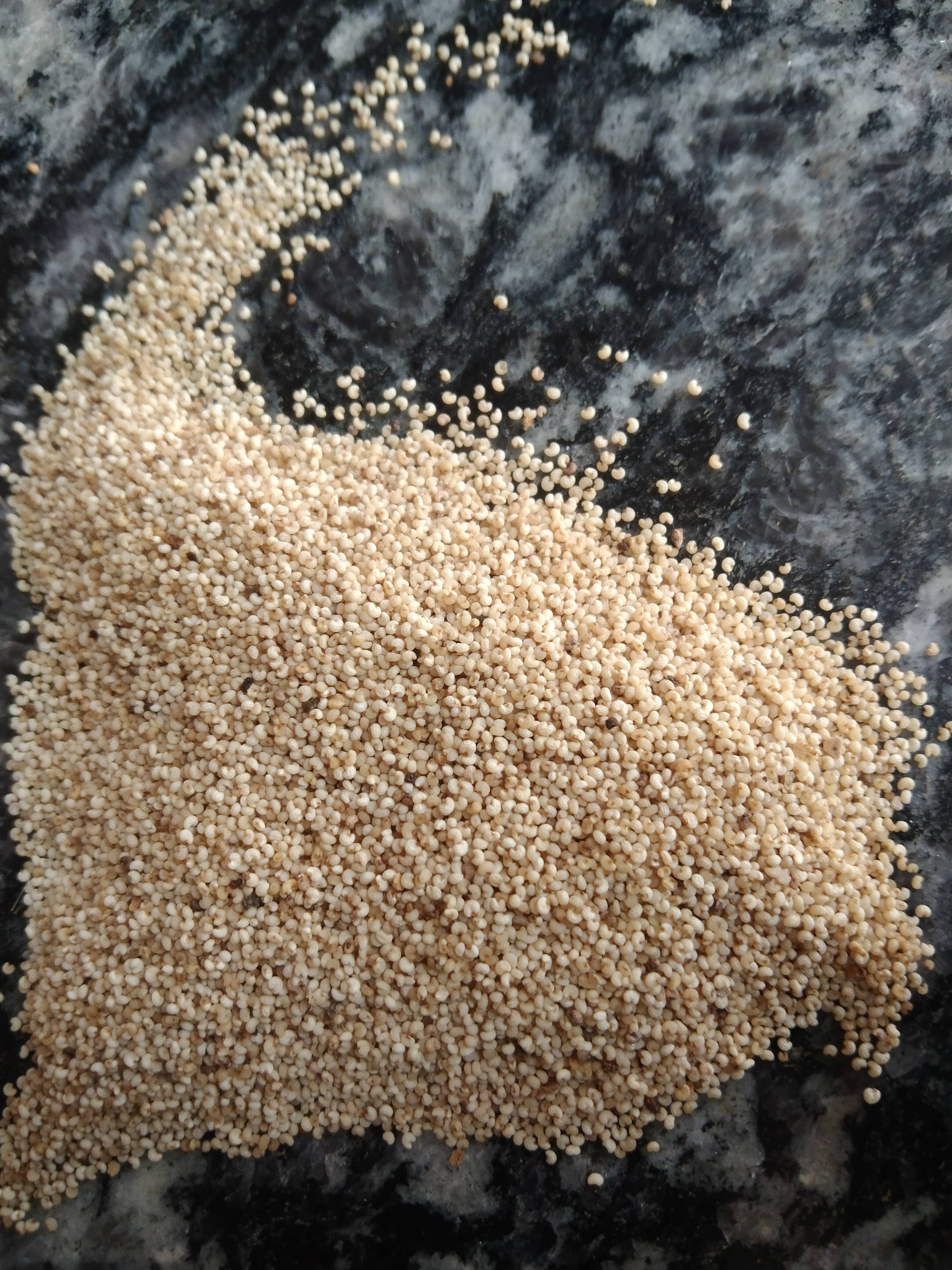 Poppy Seeds White Poppy Seeds