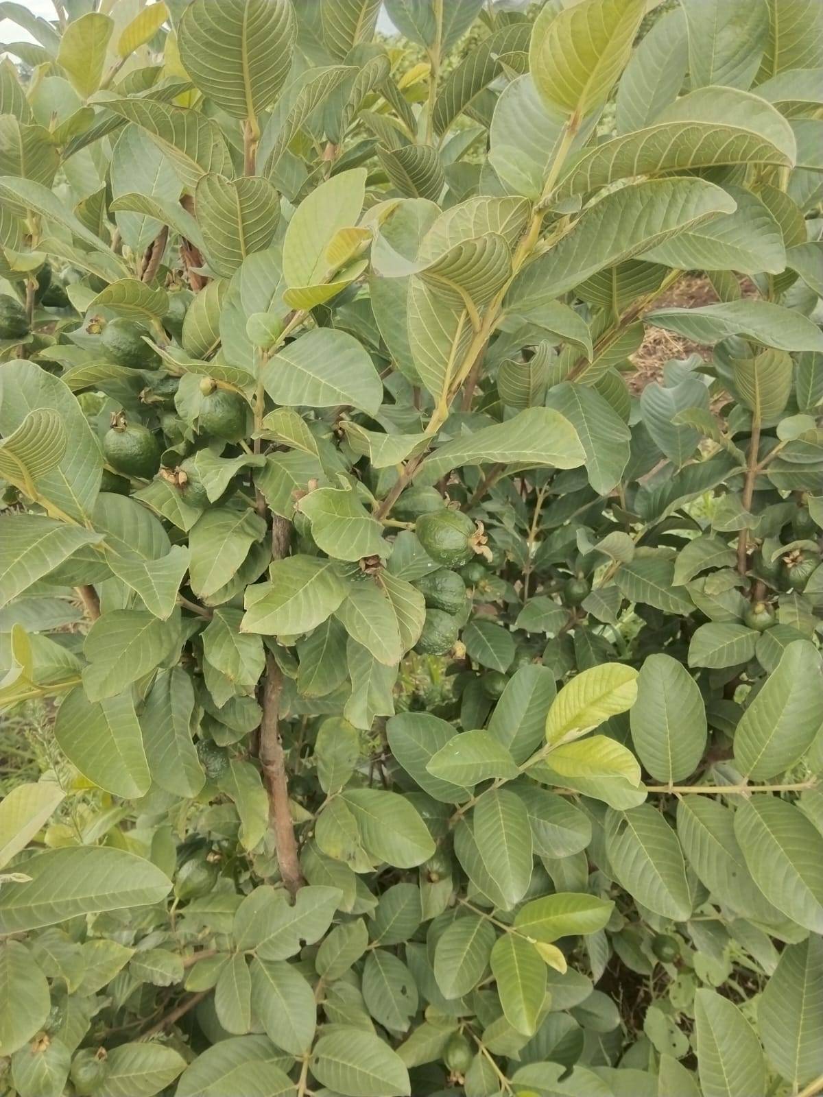Guava Taiwan Pink