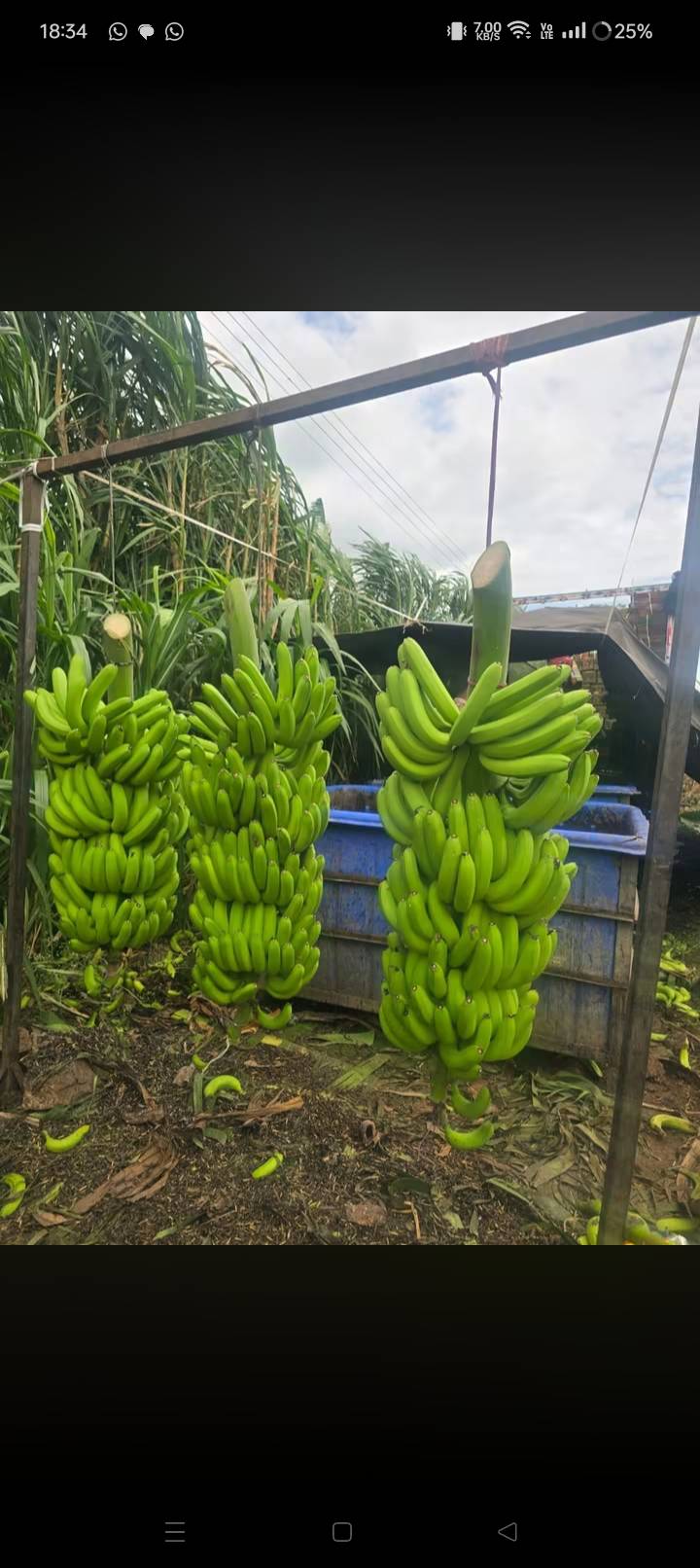 Banana Green Banana