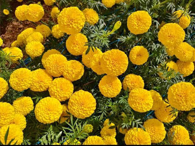 Marigold Yellow Marigold