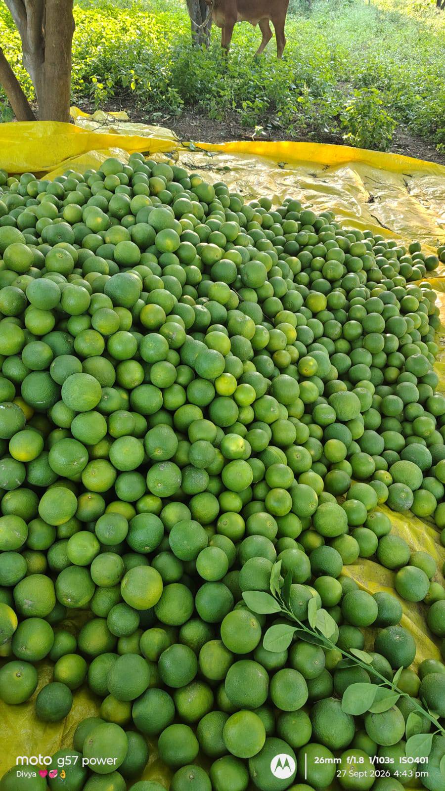 Sweet Lime (Mosambi) Malta