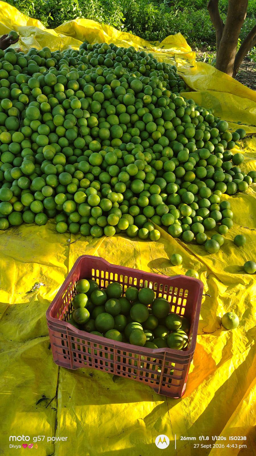 Malta for sale in Yavatmal, Maharashtra