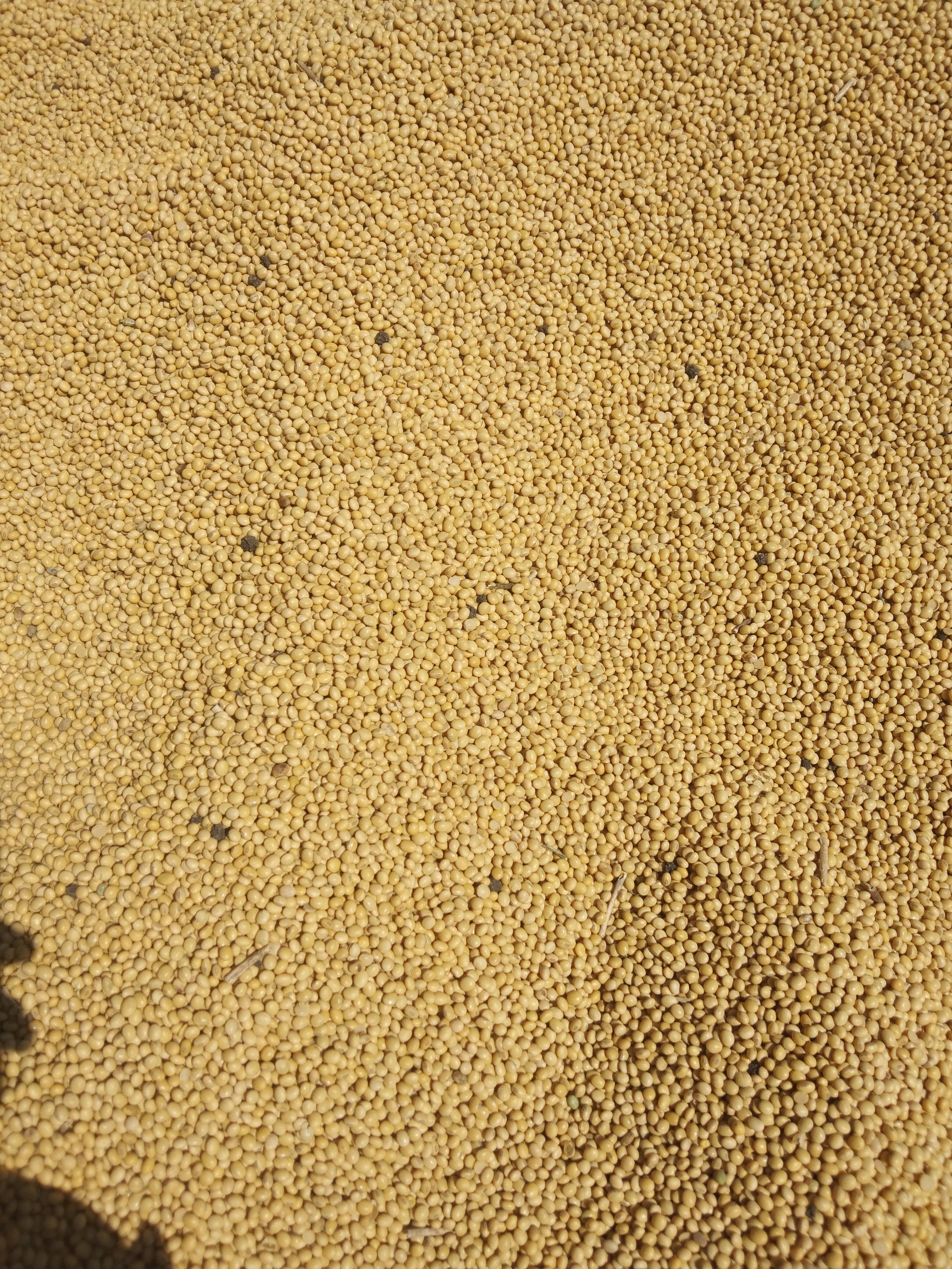 Yellow Soybean for sale in Mandsaur, Madhya Pradesh