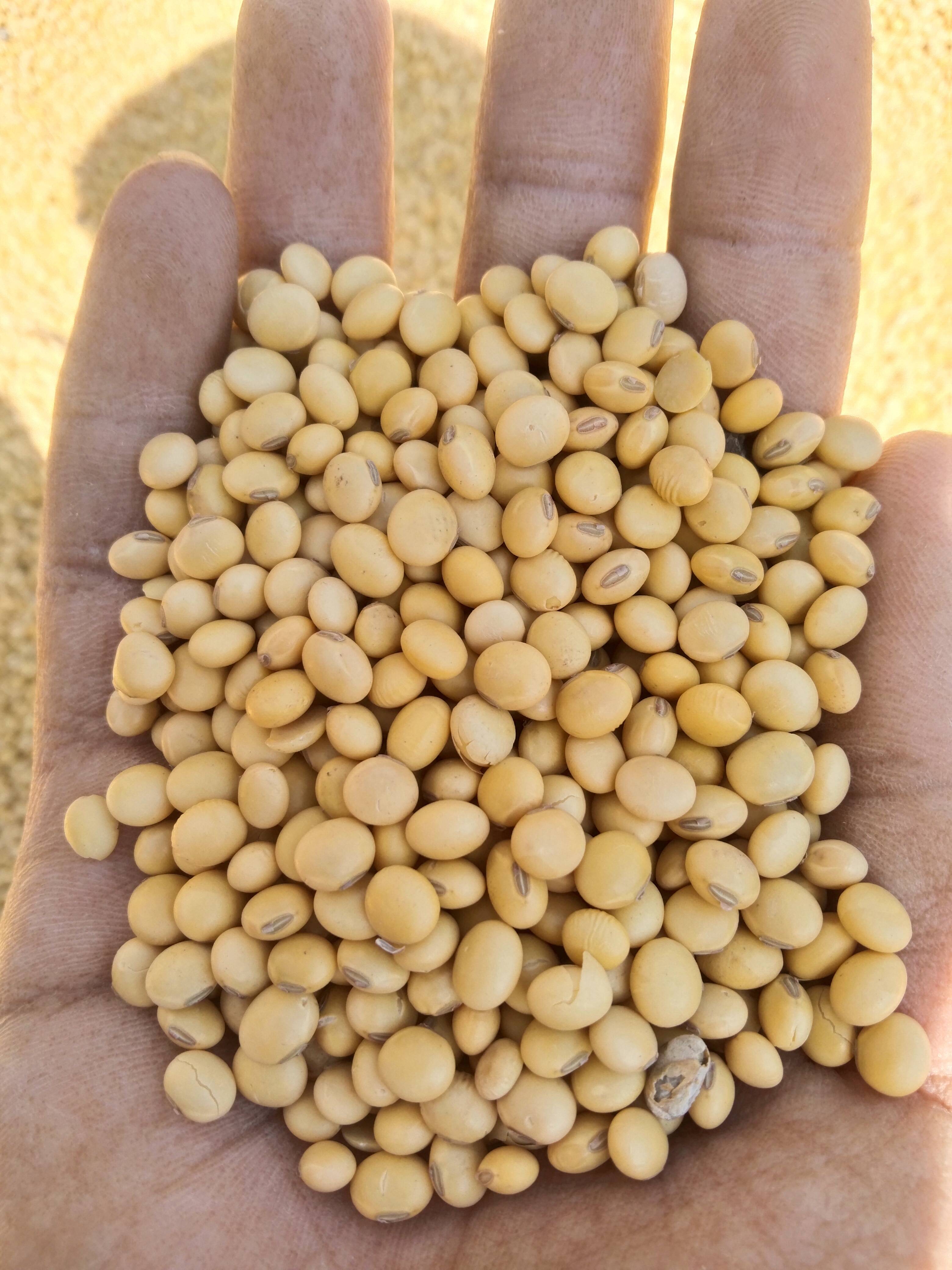 Yellow Soybean for sale in Mandsaur, Madhya Pradesh