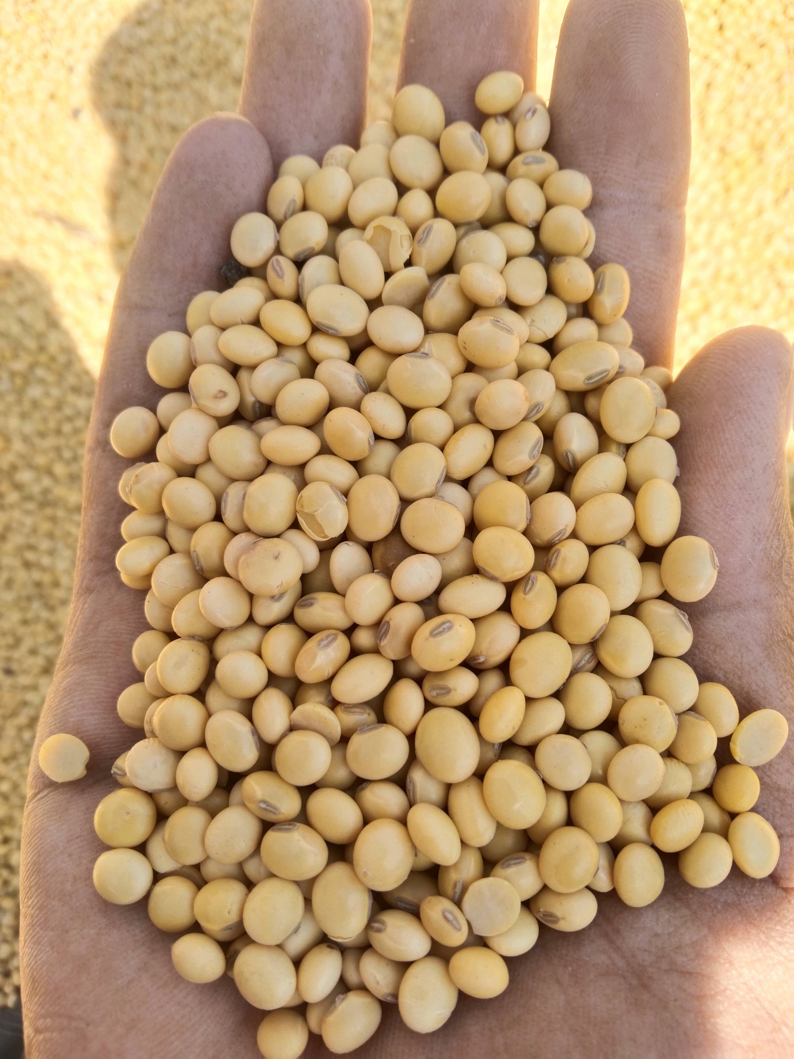 Soyabean Yellow Soybean