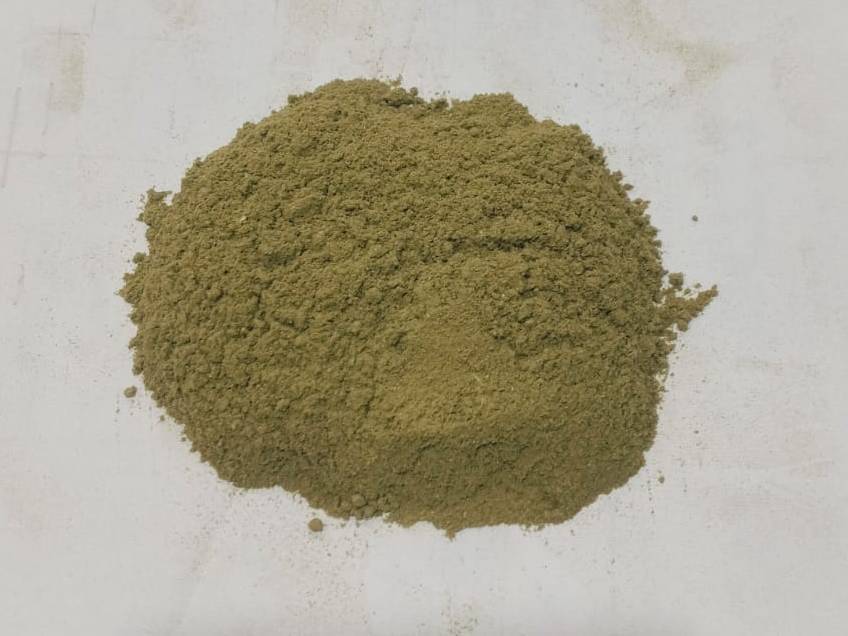 Moringa Powder विक्रीसाठी, मंदसौर, मध्य प्रदेश