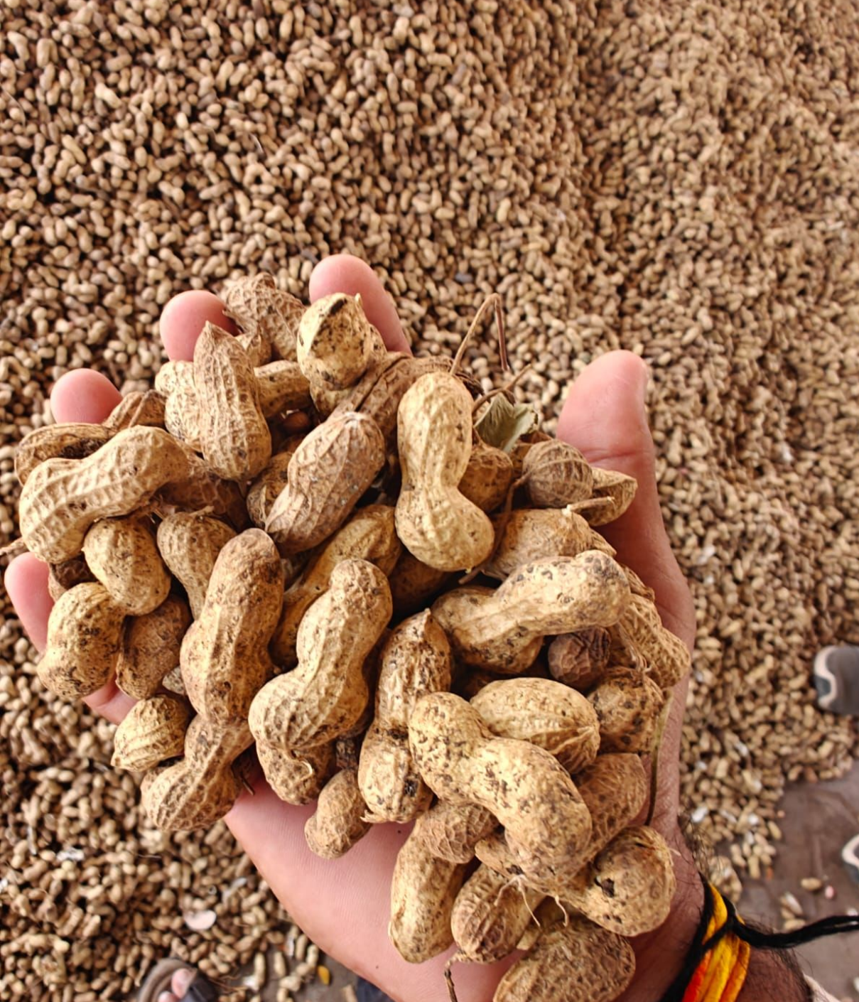 Groundnut (Peanut) Virginia
