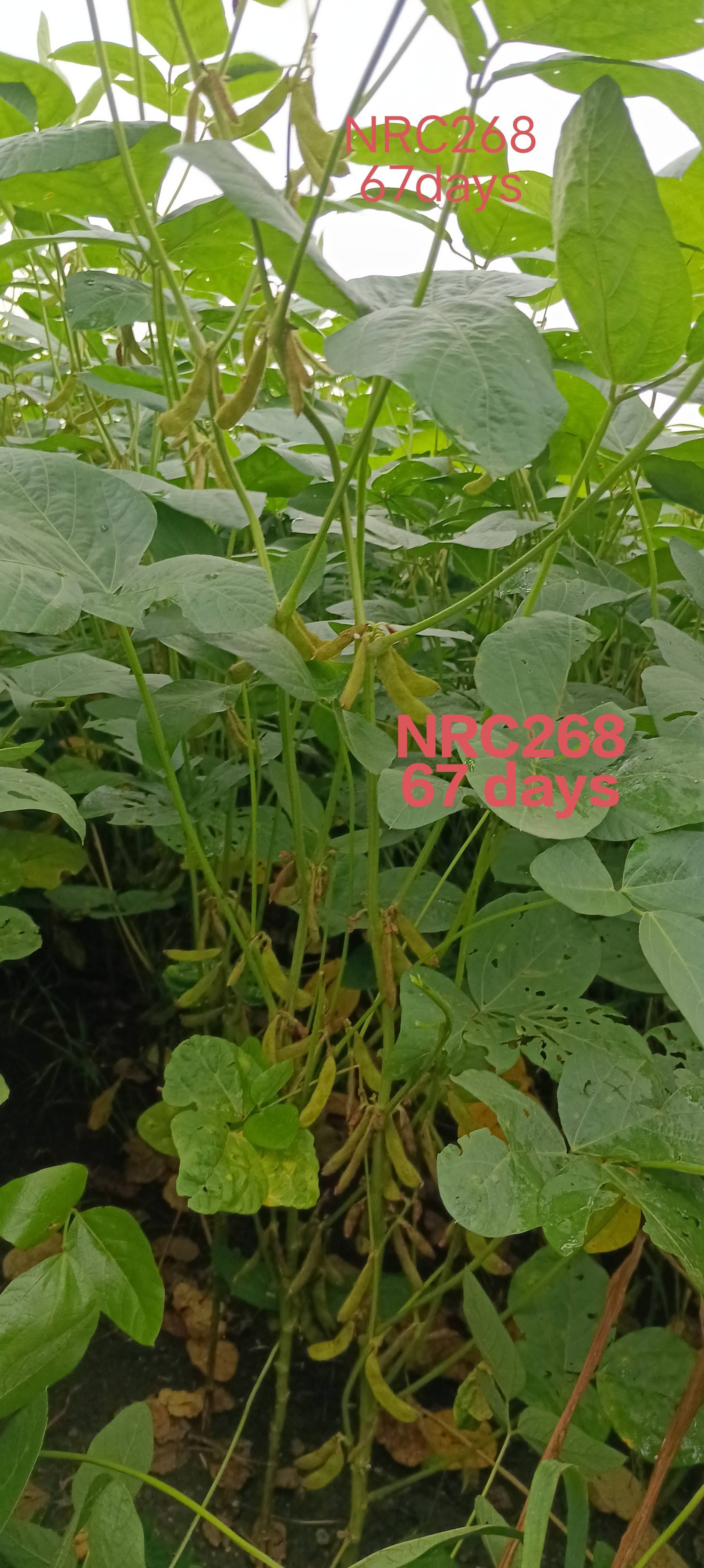 Yellow Soybean for sale in Hoshangabad, Madhya Pradesh