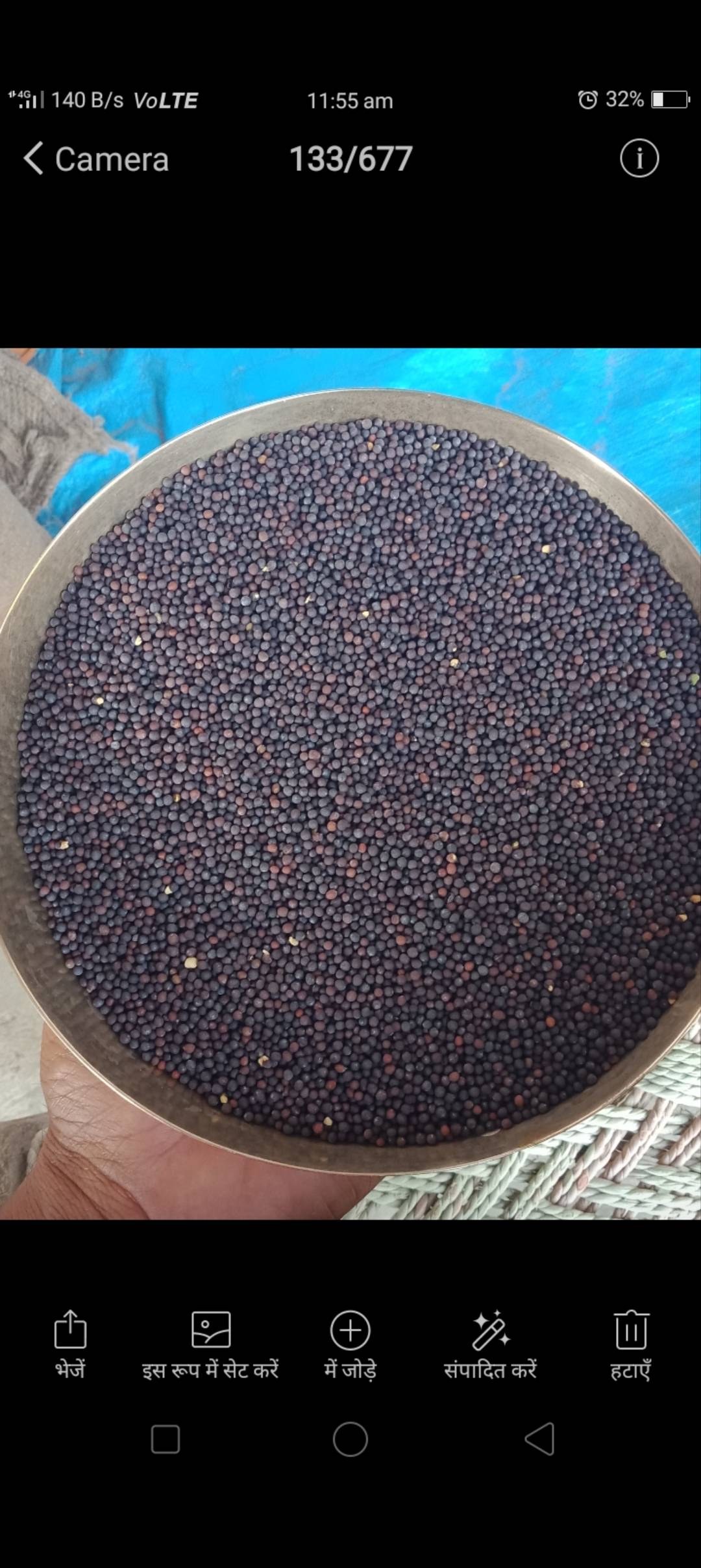 Black Mustard for sale in Jalor, Rajasthan
