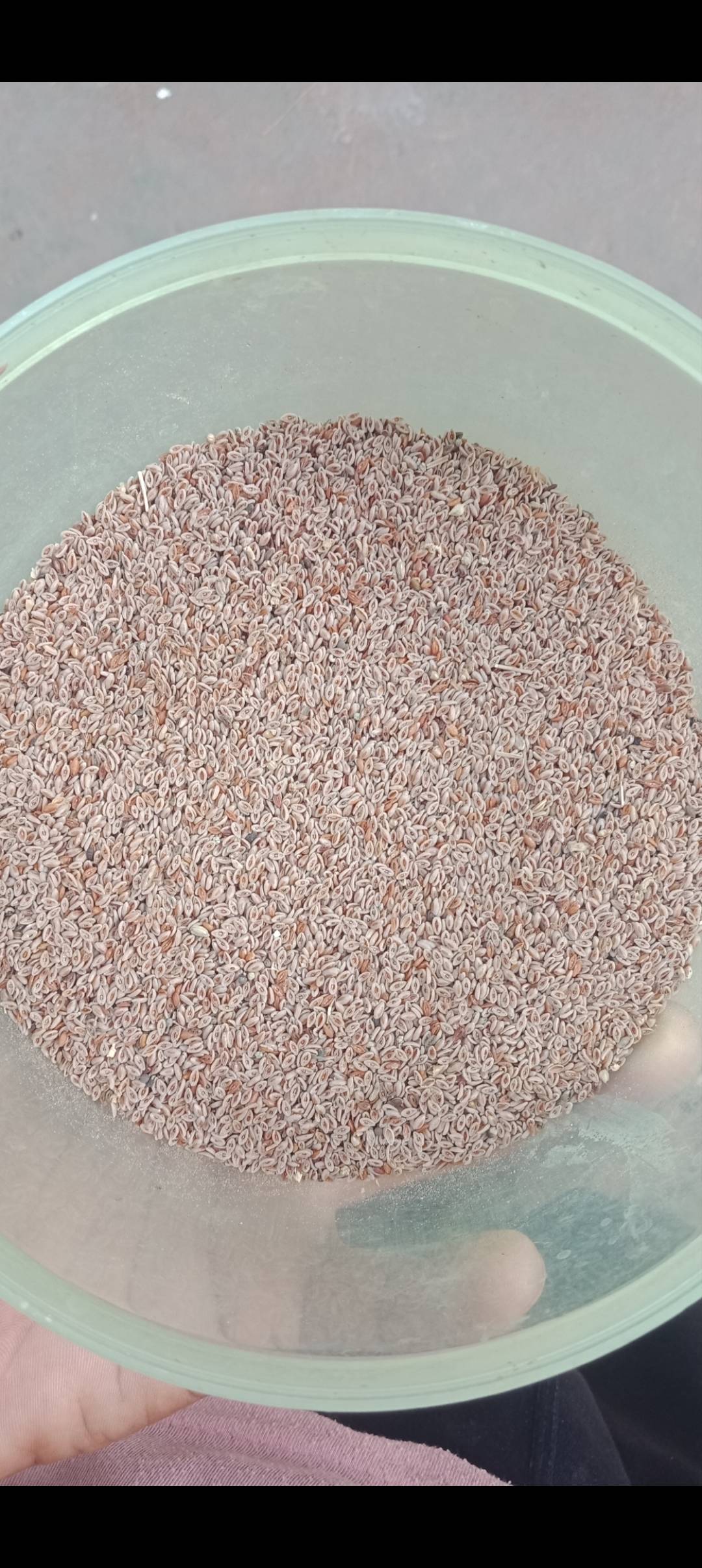 Isabgol Seeds Isabgol Seeds