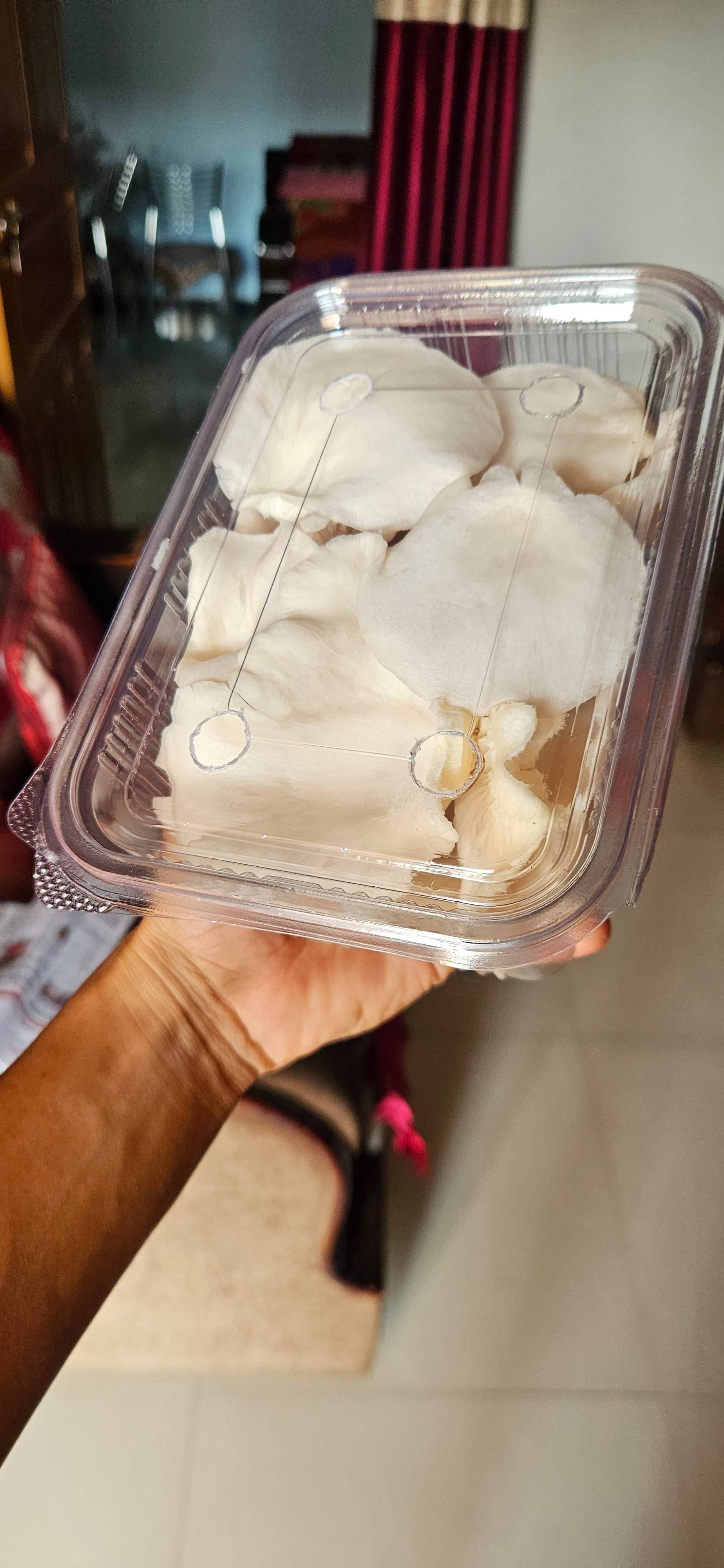 Oyster Mushroom बिक्री के लिए, छिंदवाड़ा, मध्य प्रदेश