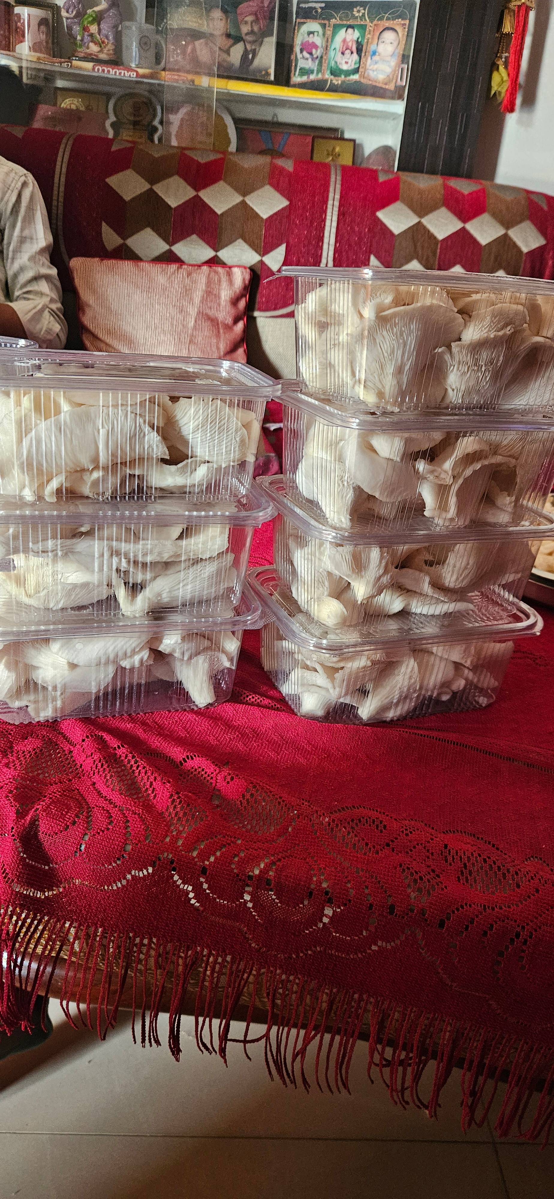 Oyster Mushroom बिक्री के लिए, छिंदवाड़ा, मध्य प्रदेश