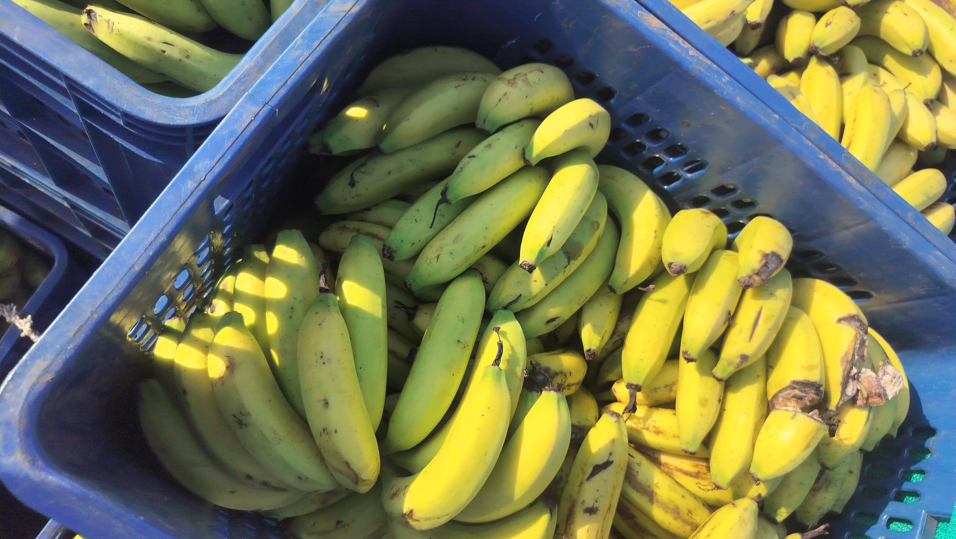 Banana Grand Naine (G9) Banana