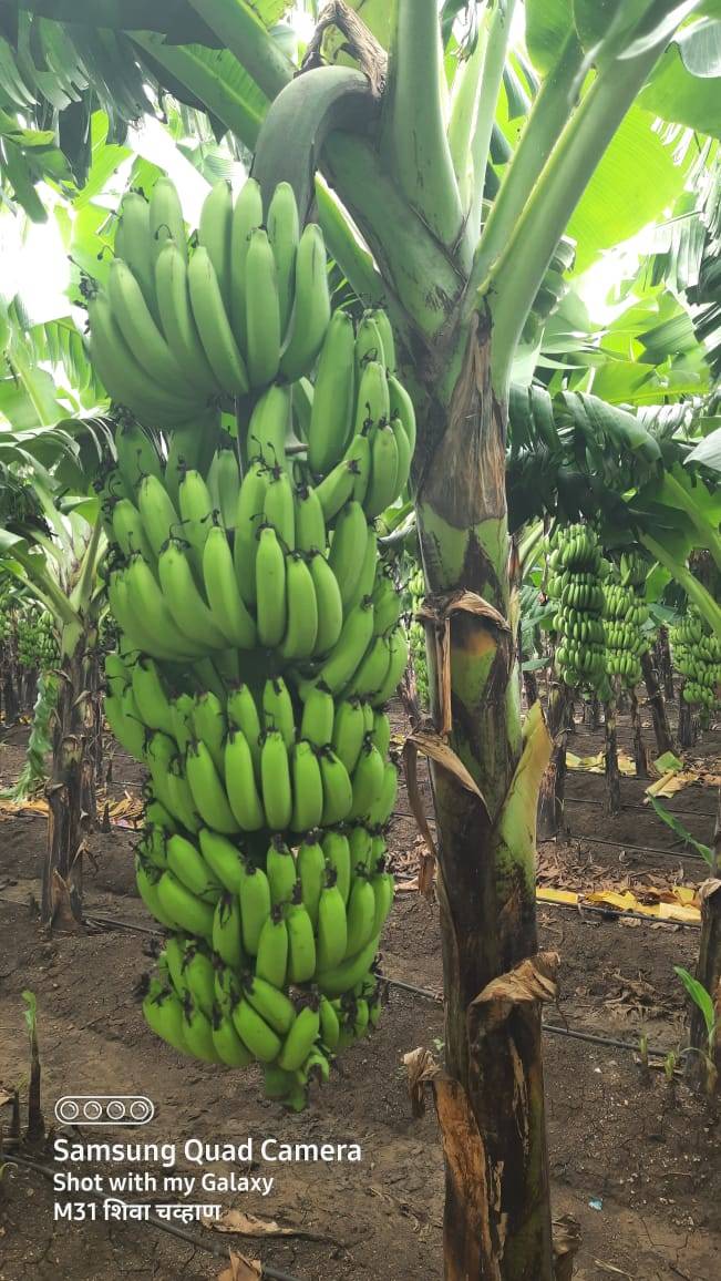 केळी Cavendish Banana
