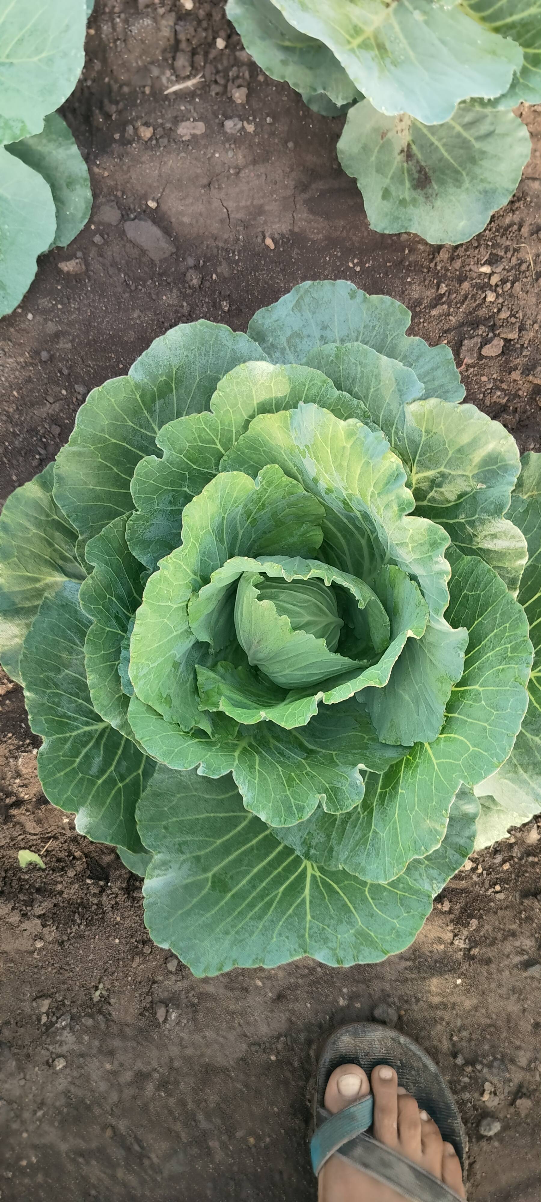 Green Cabbage for sale in Rajkot, Gujarat