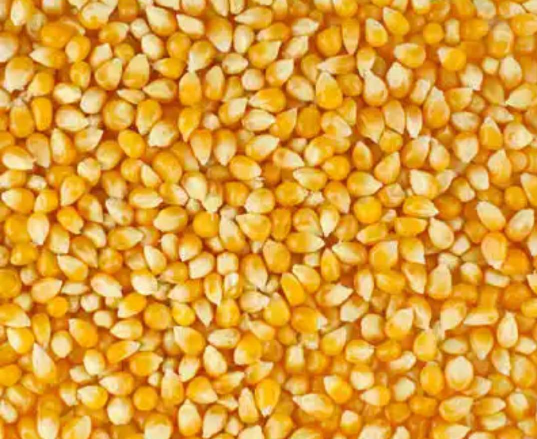 Flour Corn for sale in Seoni, Madhya Pradesh