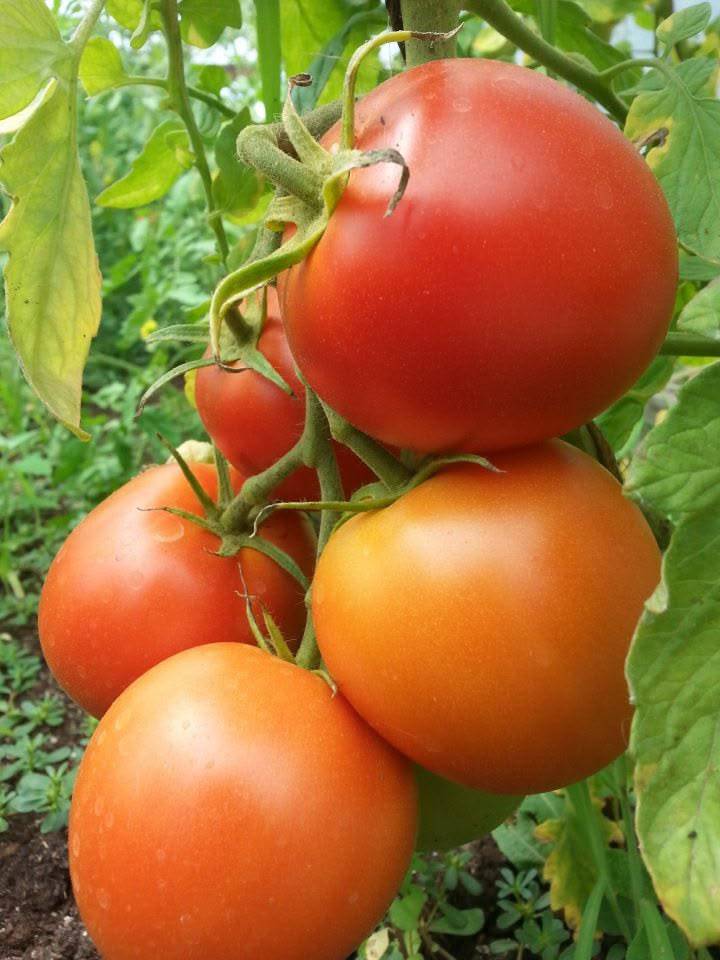 टोमॅटो Saaho Tomato