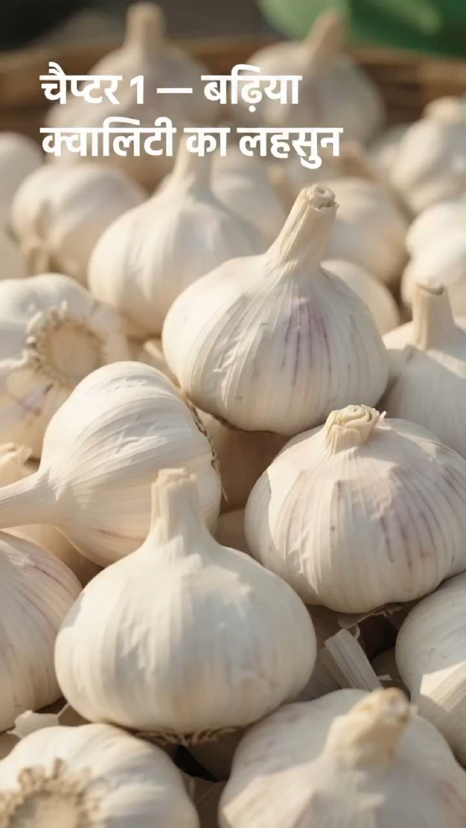 White Garlic विक्रीसाठी, रामपूर, उत्तर प्रदेश