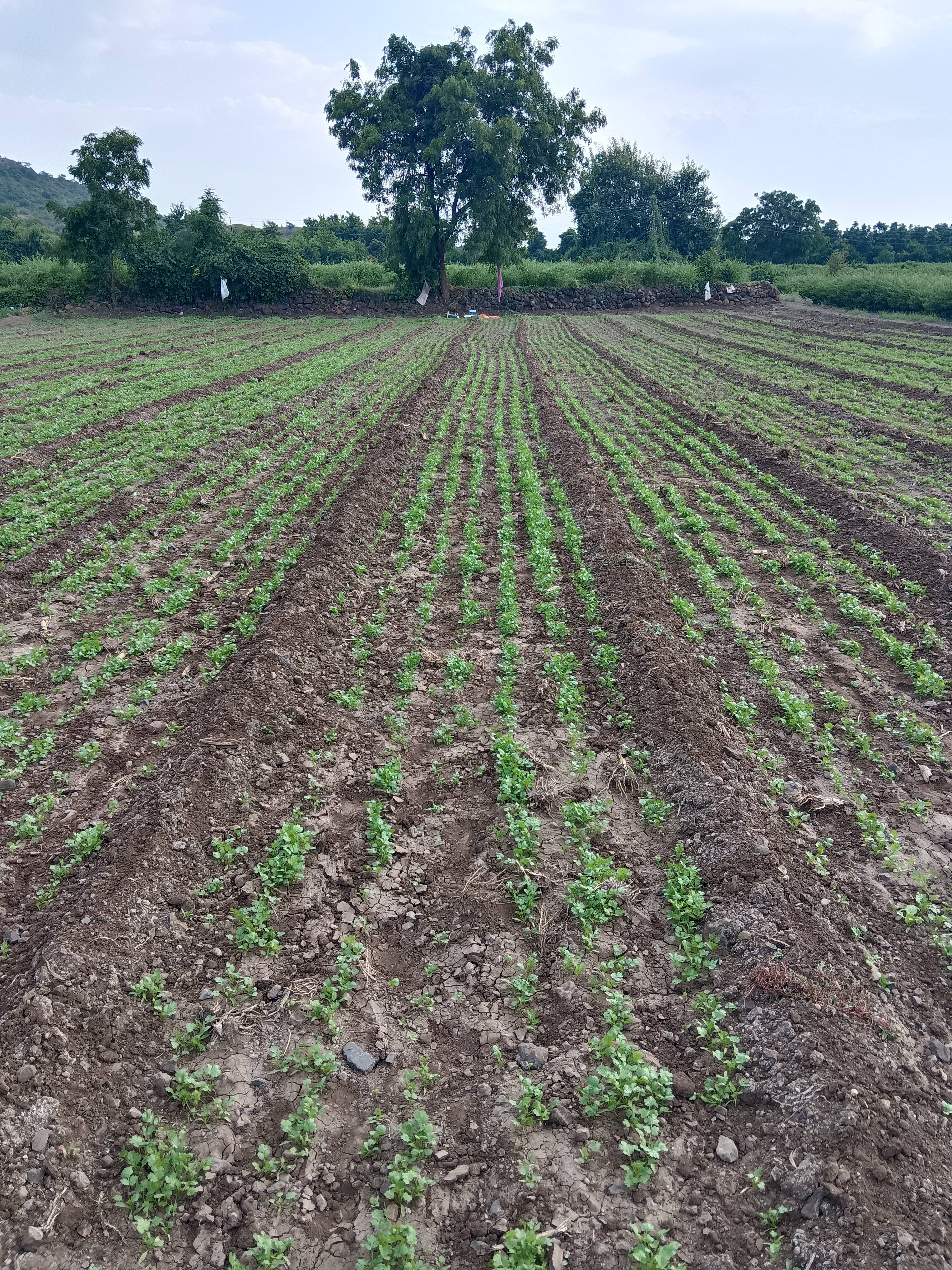 Coriander Leave विक्रीसाठी, छत्रपती संभाजीनगर, महाराष्ट्र