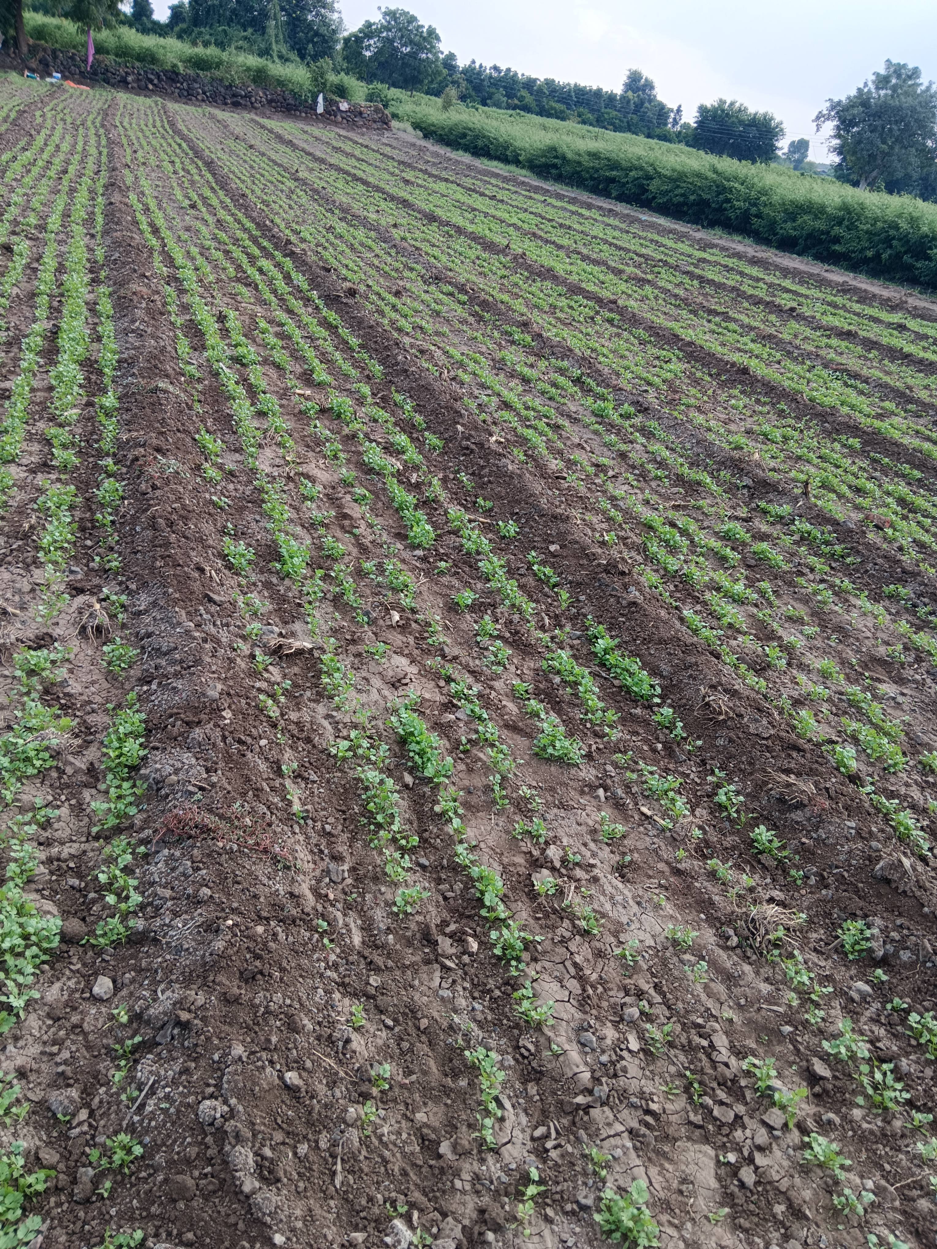 Coriander Leave विक्रीसाठी, छत्रपती संभाजीनगर, महाराष्ट्र