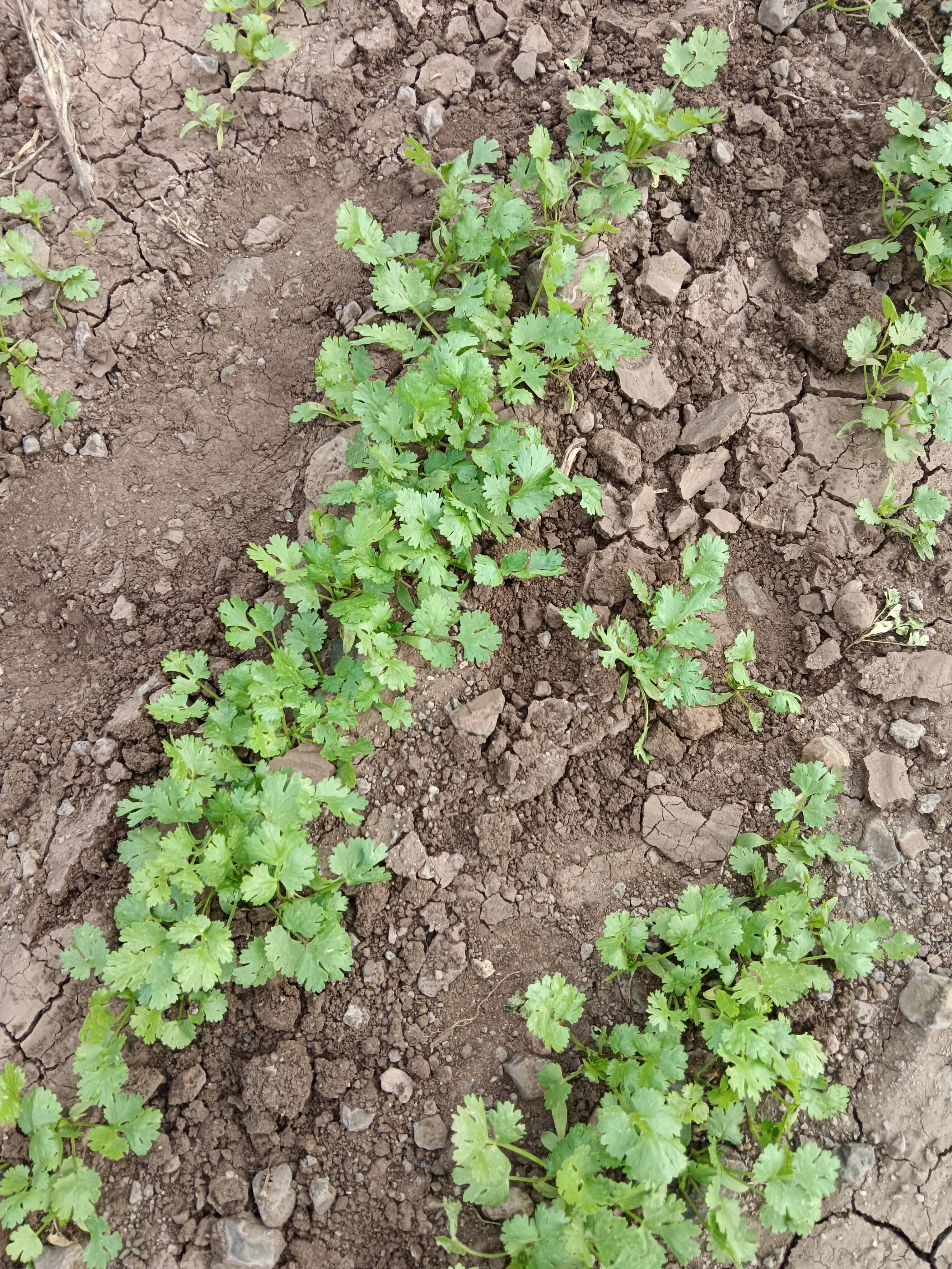 कोथिंबीर Coriander Leave