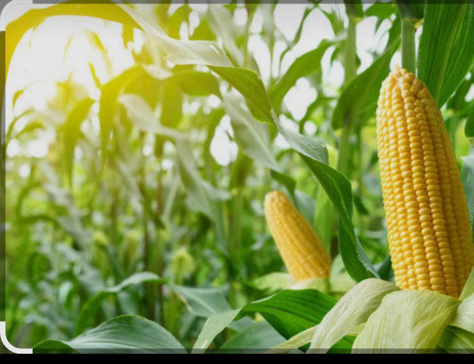 Sweet Corn बिक्री के लिए, पुणे, महाराष्ट्र