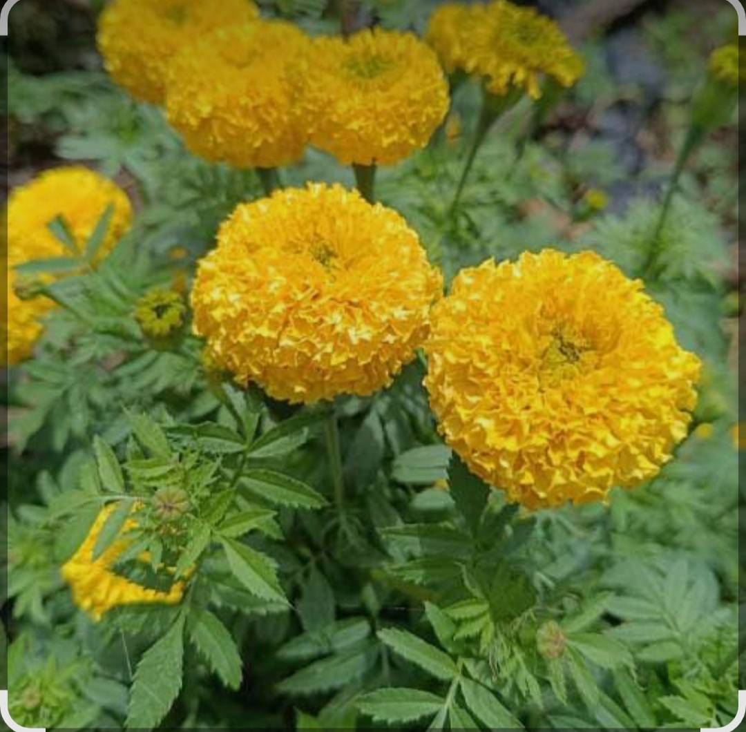 Orange Marigold विक्रीसाठी, पुणे, महाराष्ट्र
