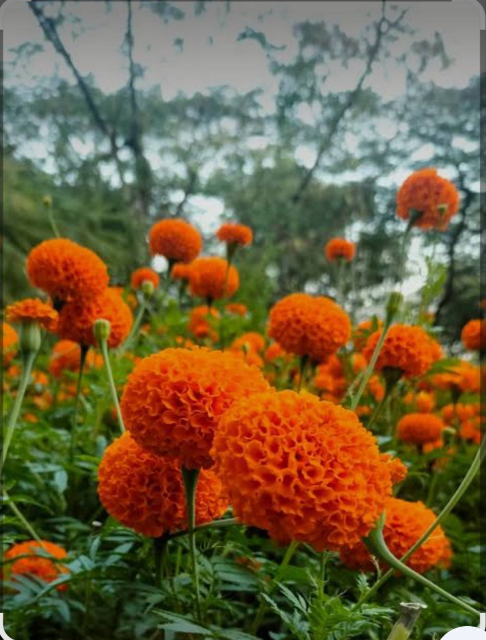 Marigold Orange Marigold