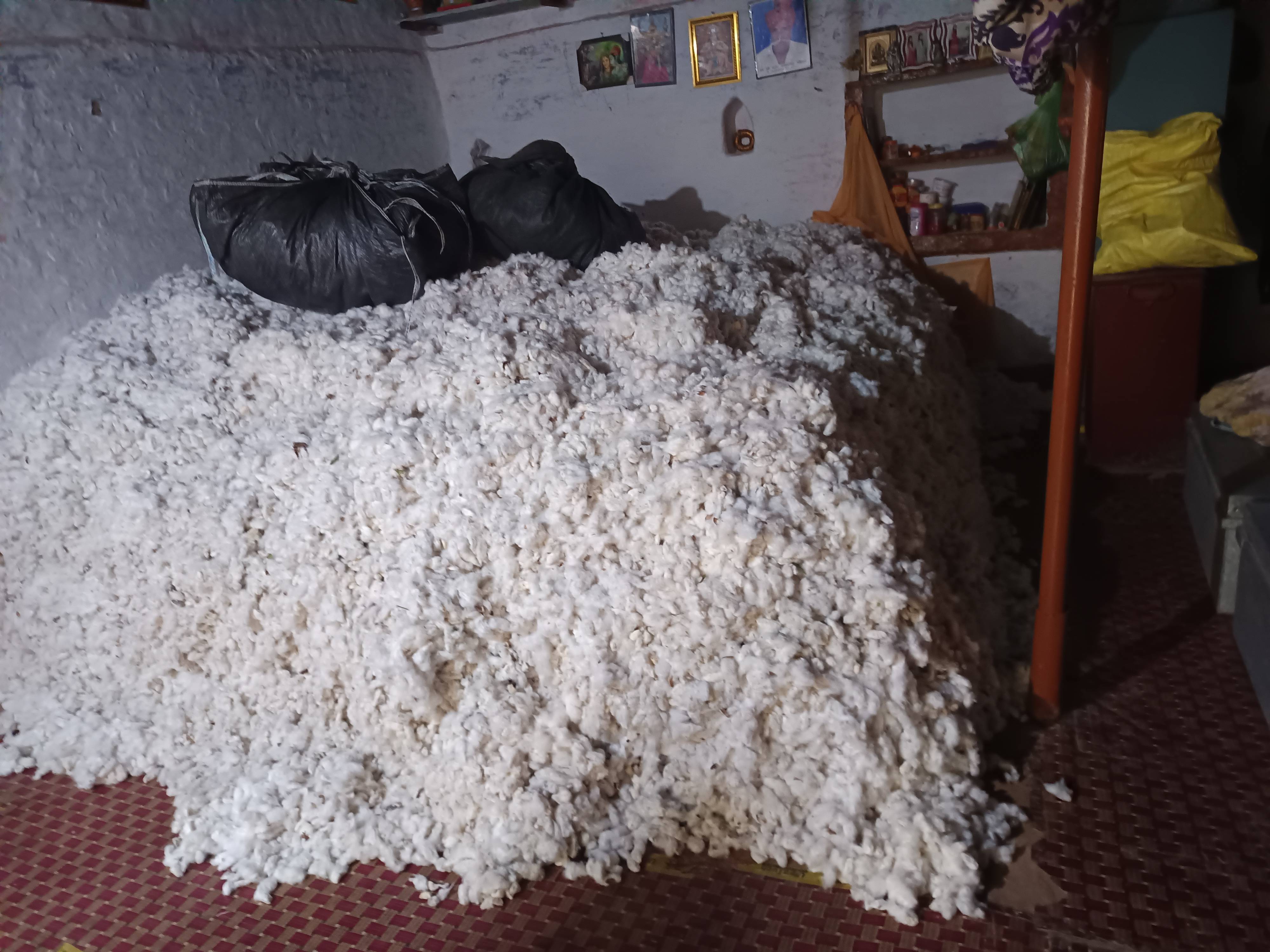 कपास Bt Cotton