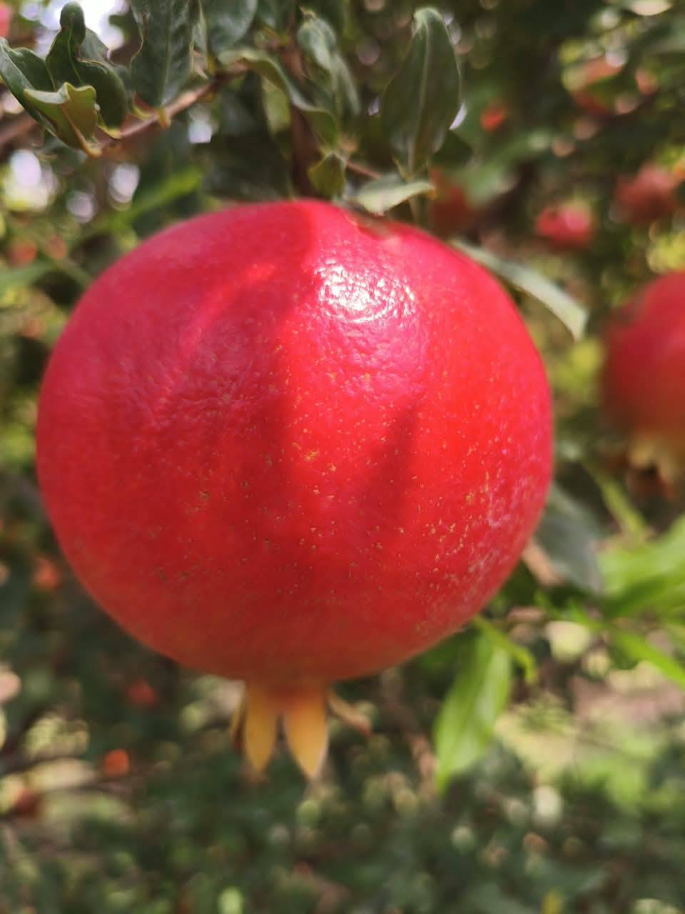 Pomegranate Super Bhagwa