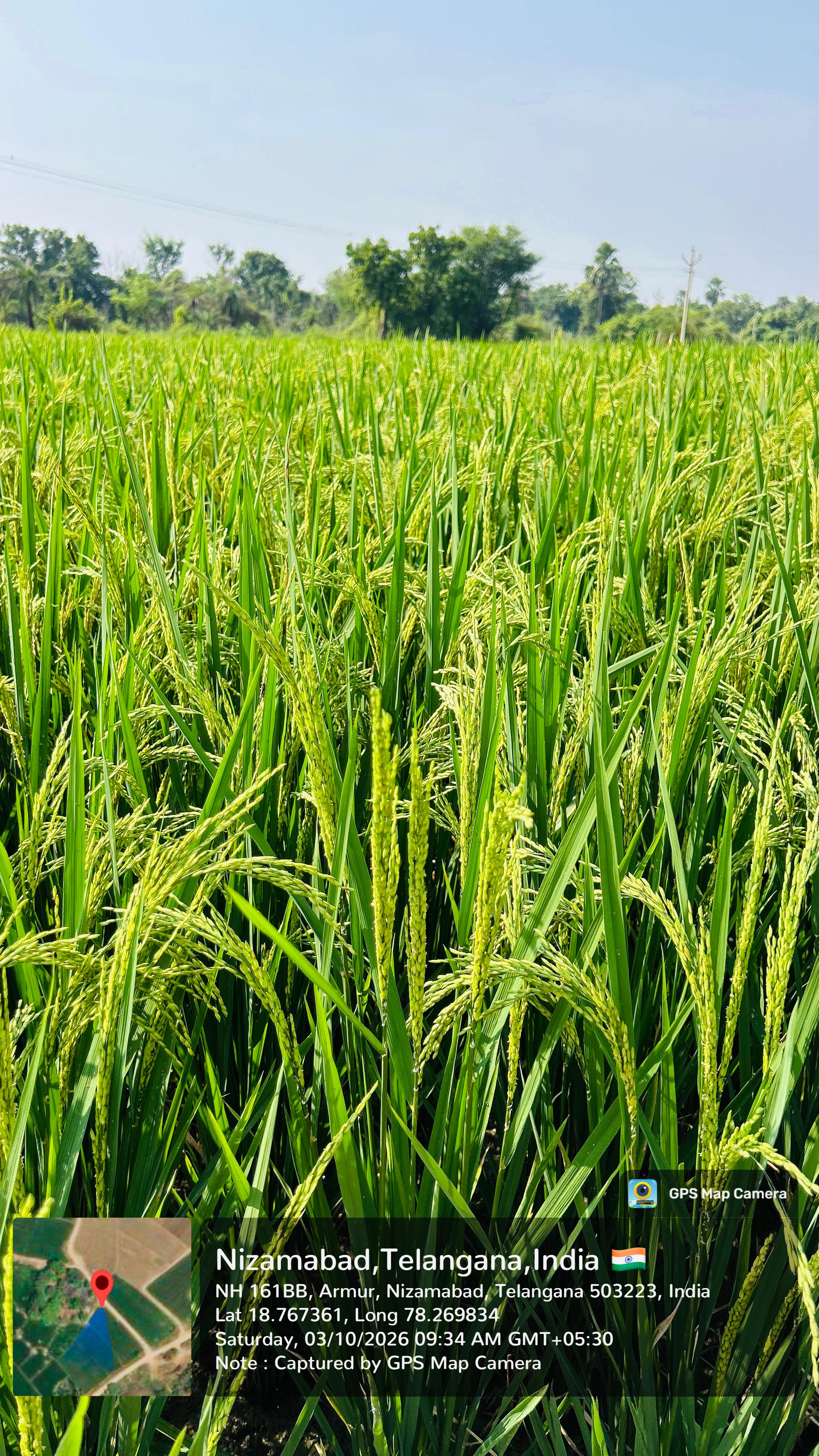 Paddy 1010 for sale in Nizamabad, Telangana