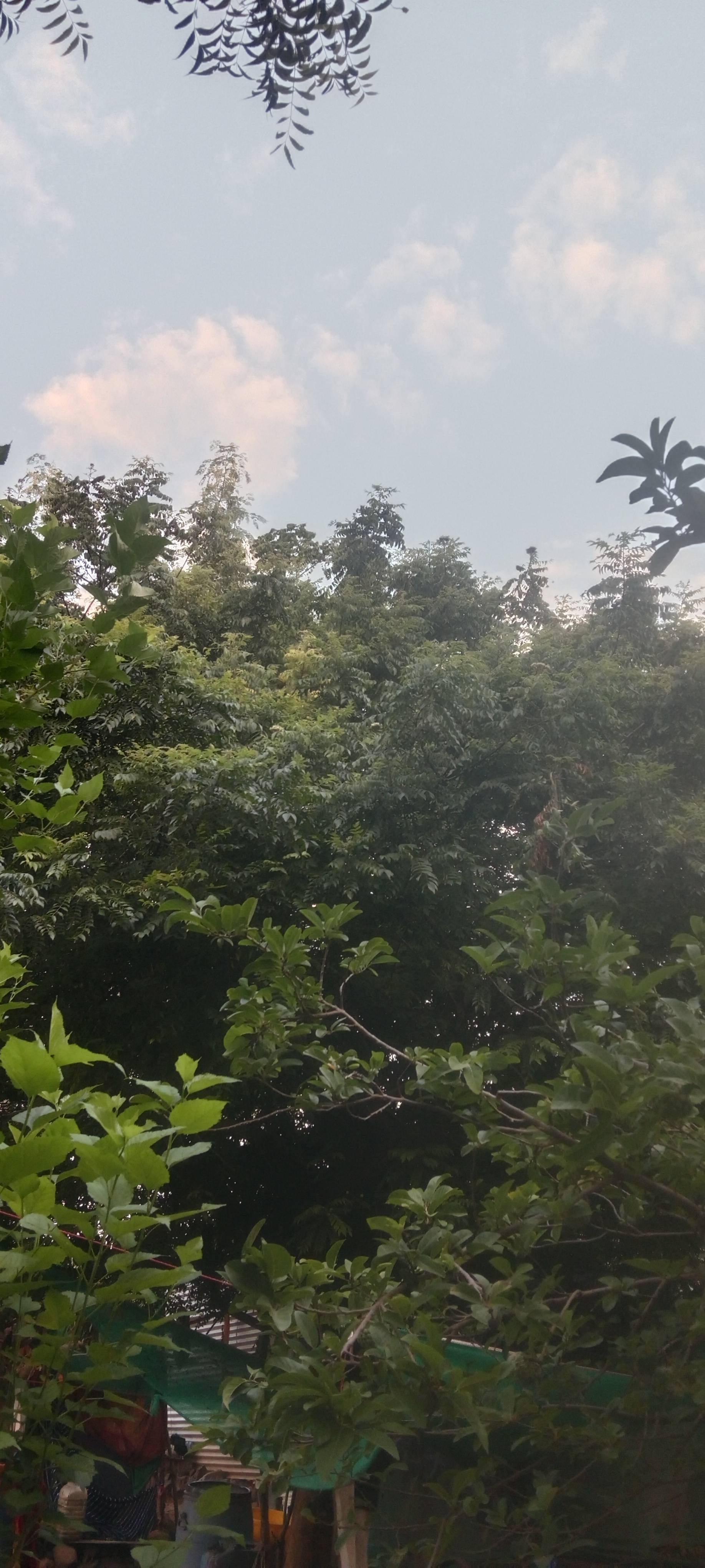 Curry Leaf for sale in Beed, Maharashtra