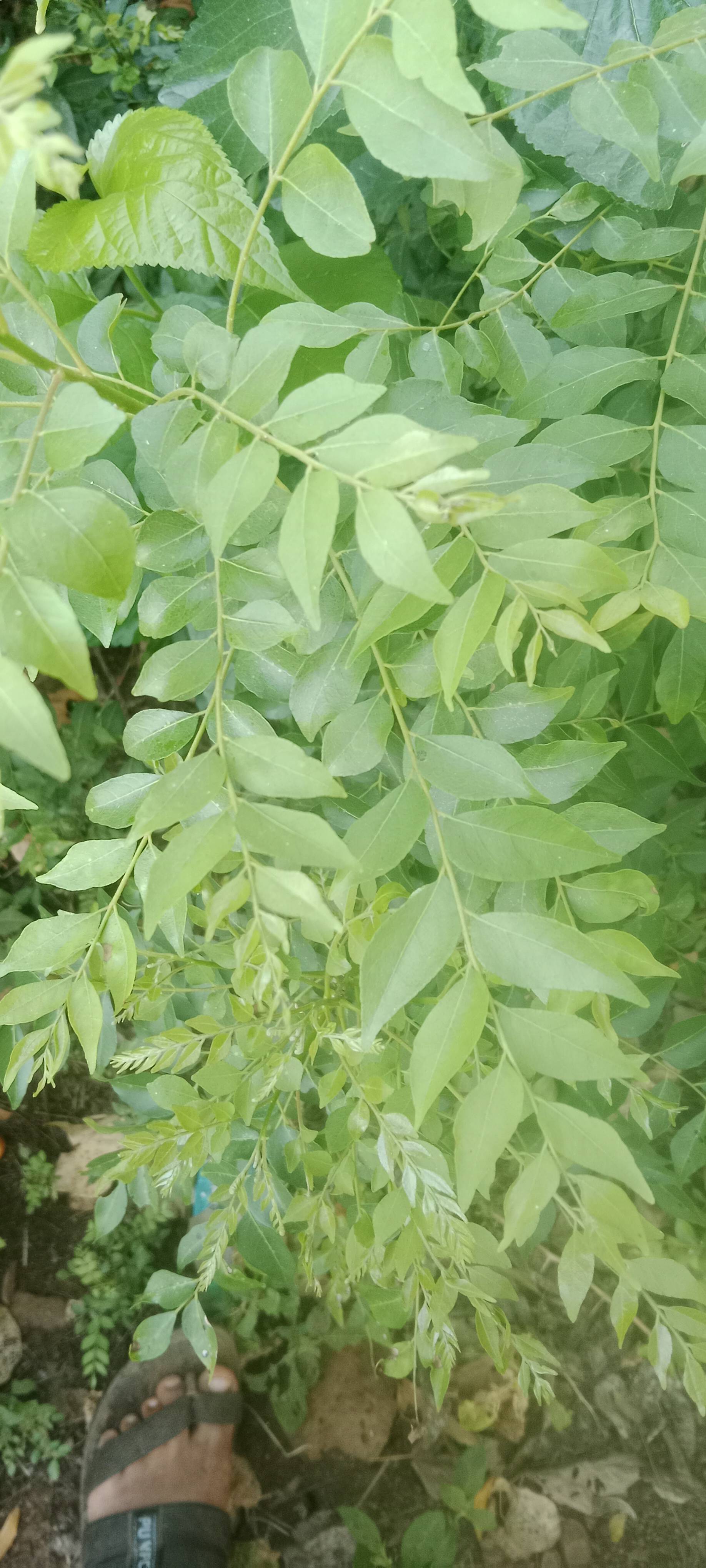 कढीपत्ता Curry Leaf