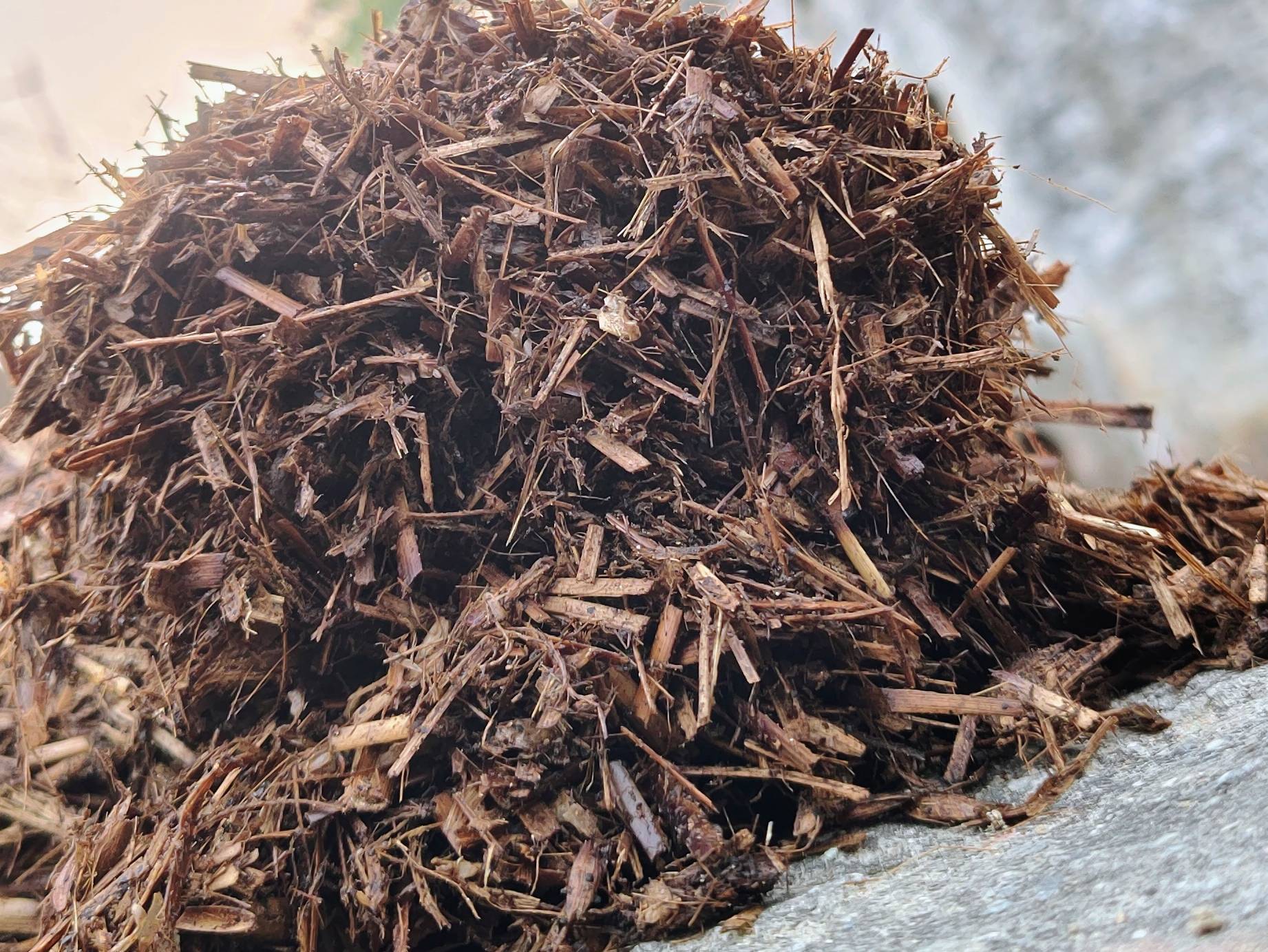 Compost Compost