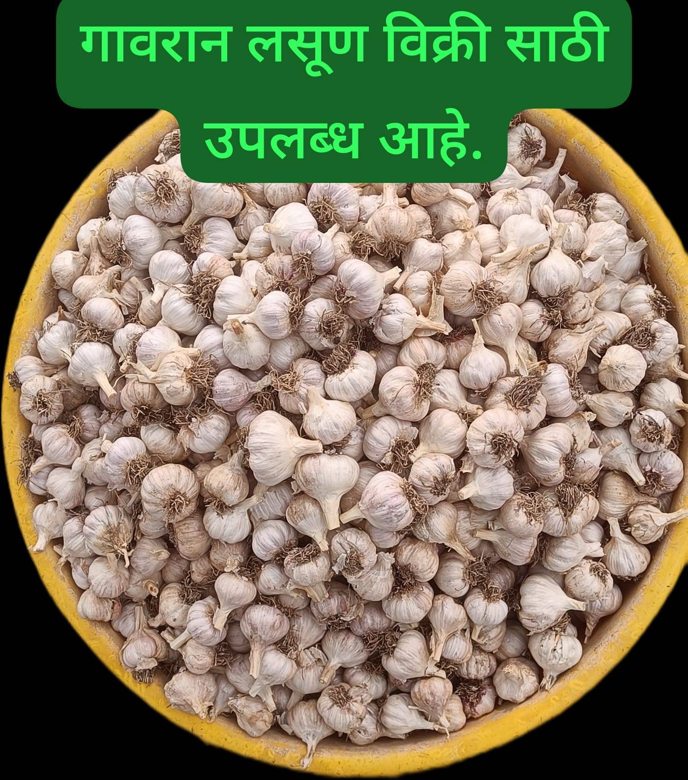Red Garlic for sale in Pune, Maharashtra
