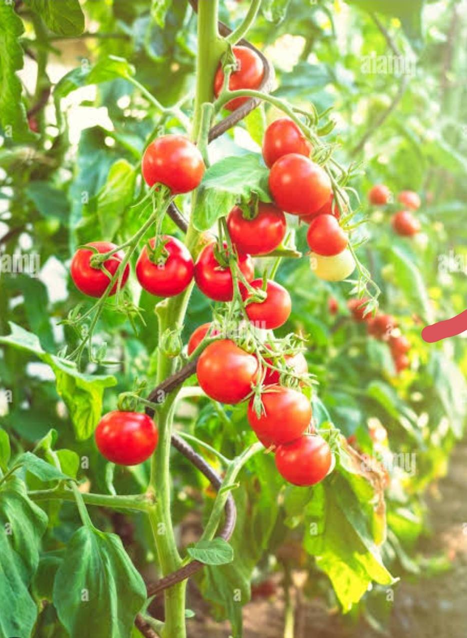 Vaishali Tomato for sale in Jalna, Maharashtra