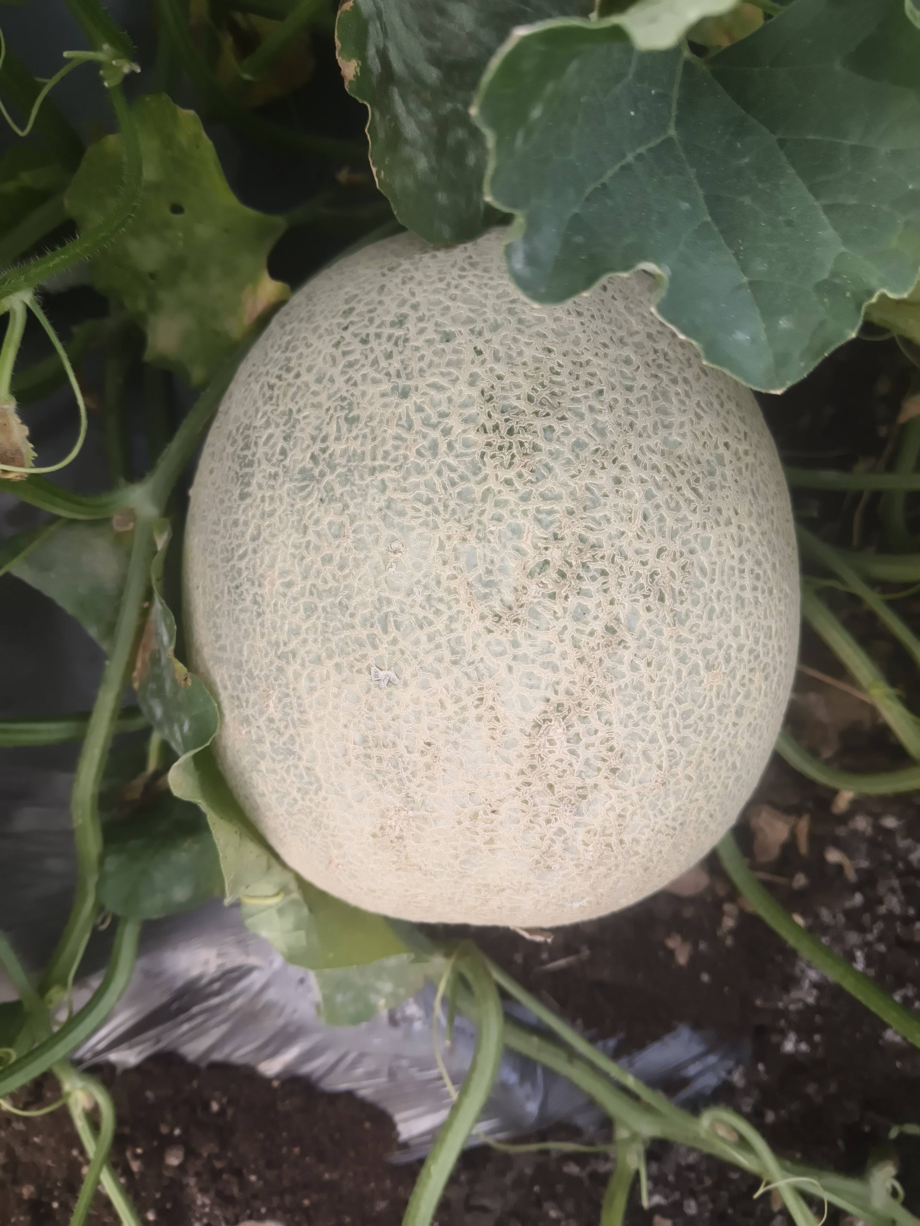 खरबूज Muskmelon