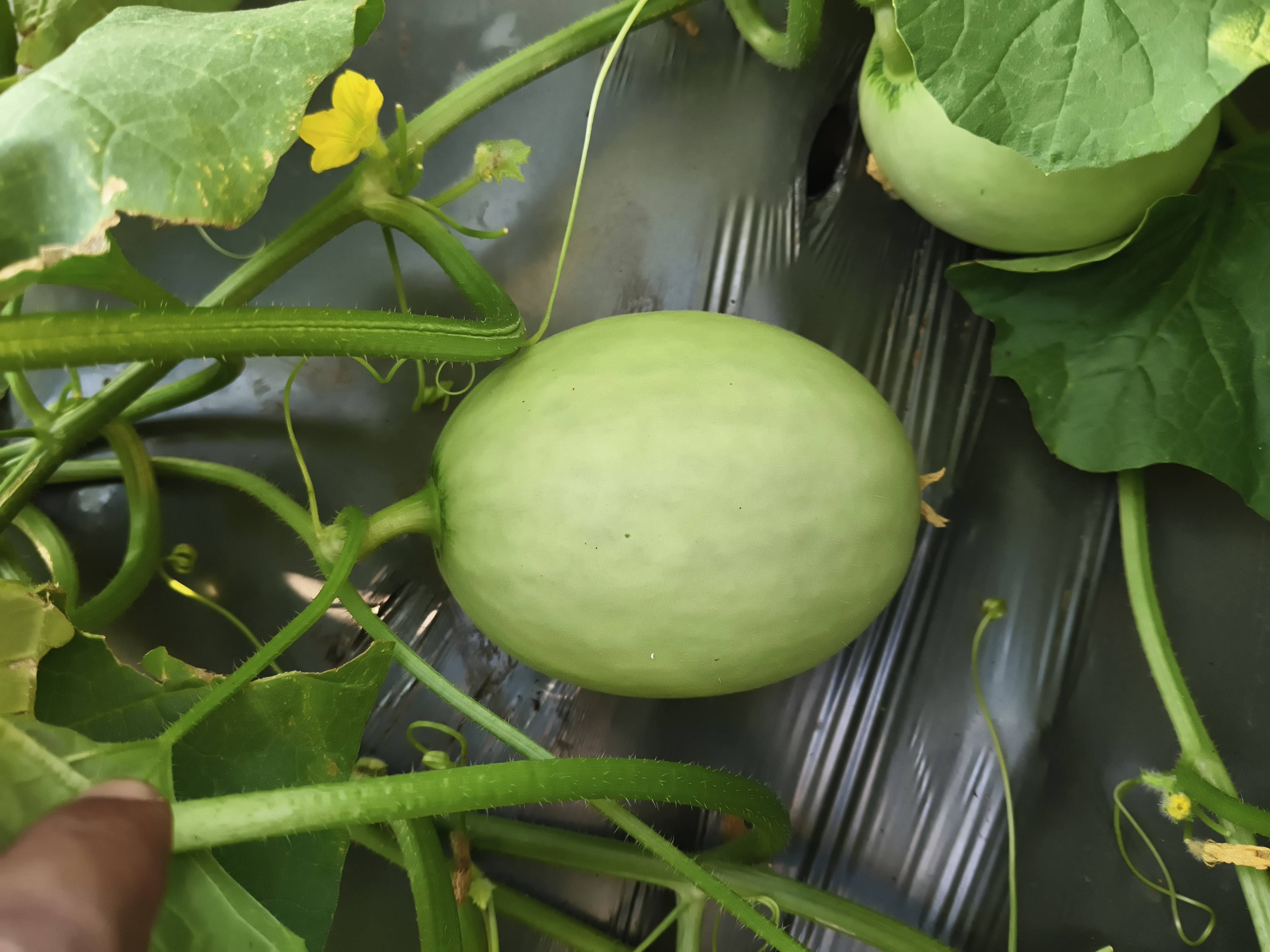 Melon Muskmelon