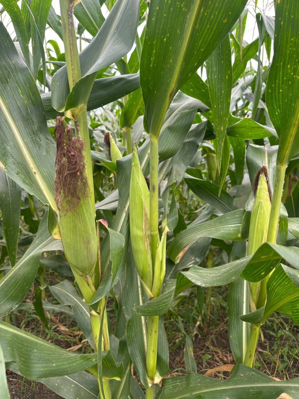 Maize (Corn) Sweet Corn
