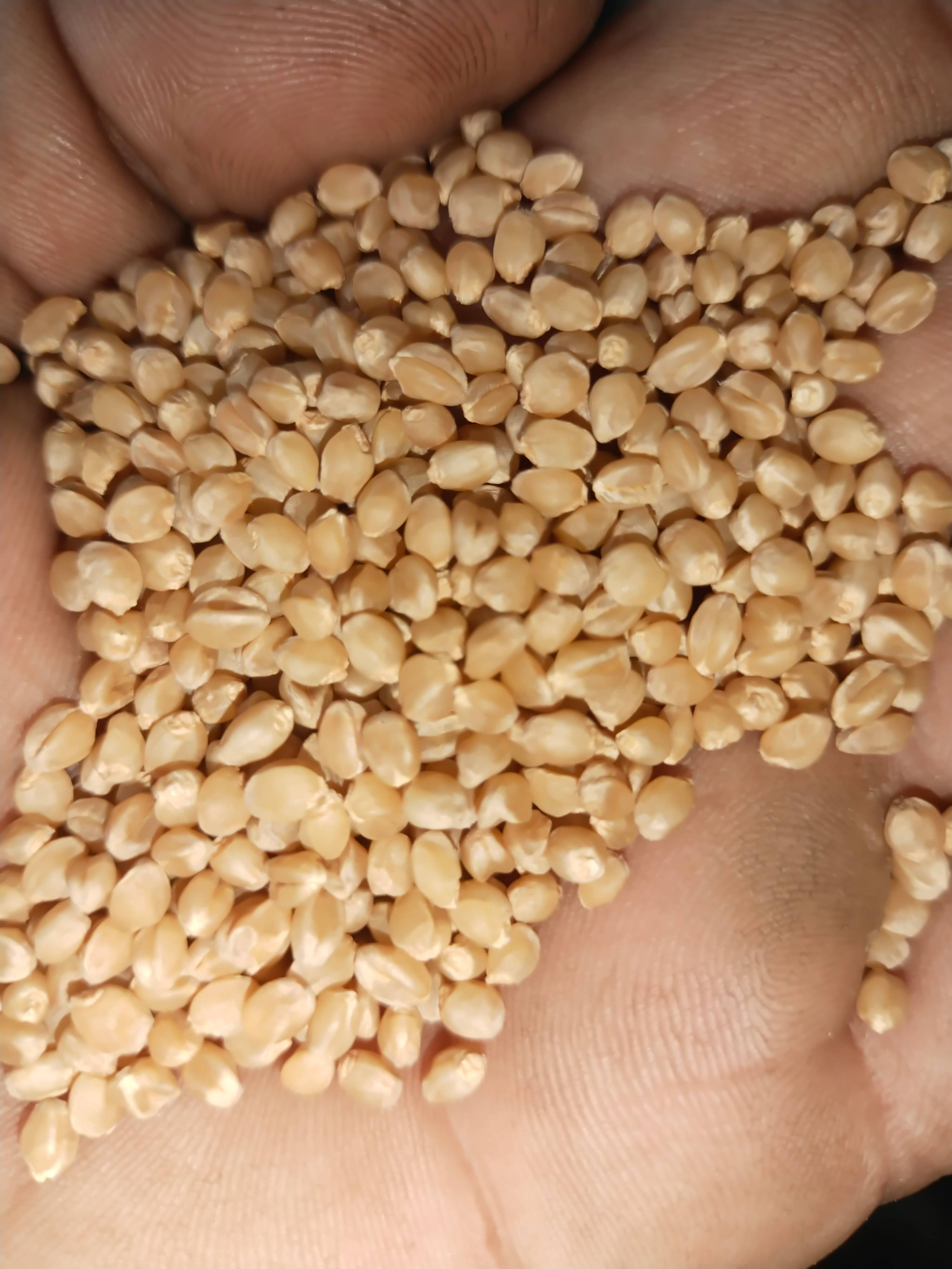 Wheat Sona Moti Wheat