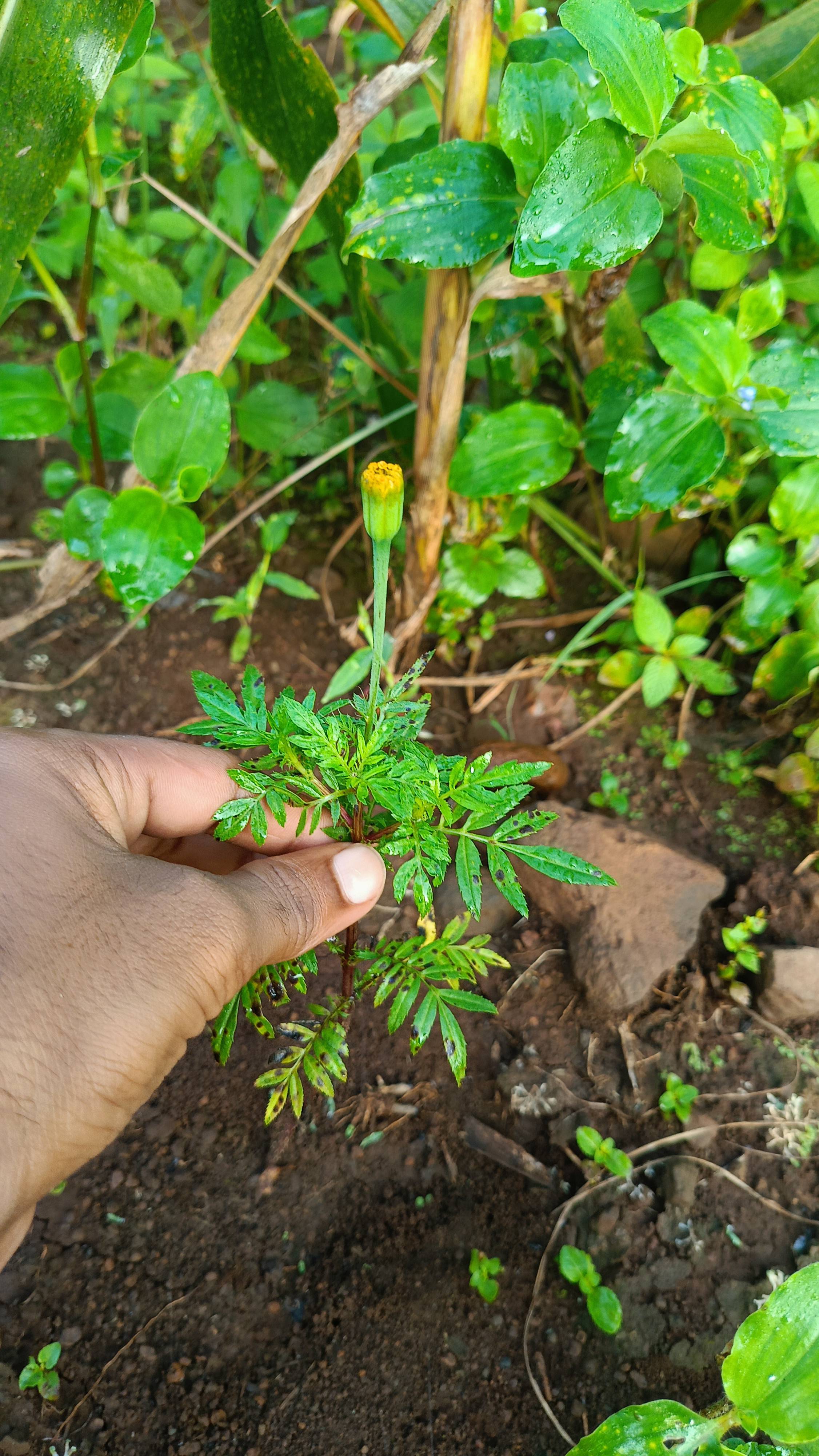 African Marigold विक्रीसाठी, सीहोर, मध्य प्रदेश