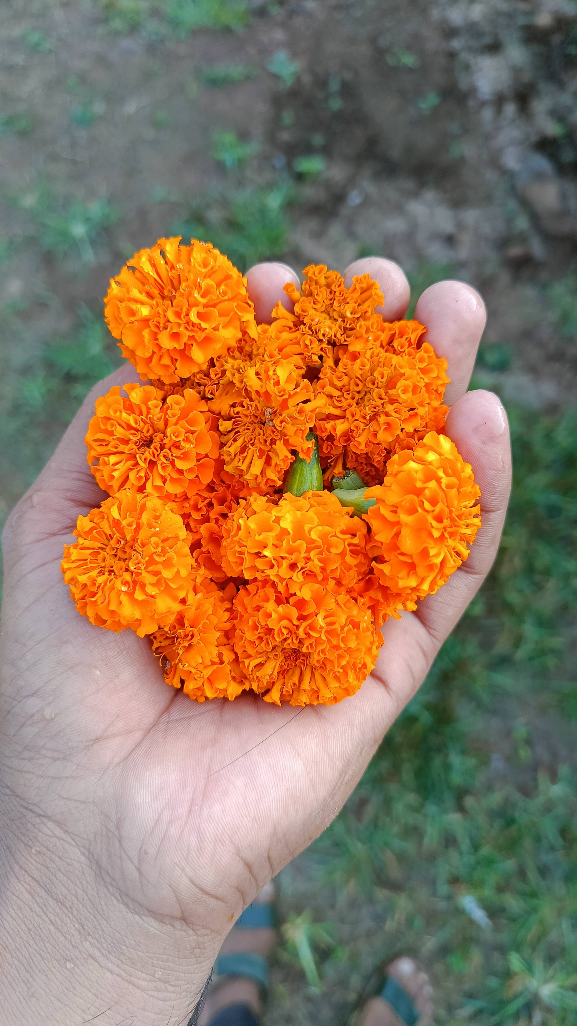African Marigold विक्रीसाठी, सीहोर, मध्य प्रदेश