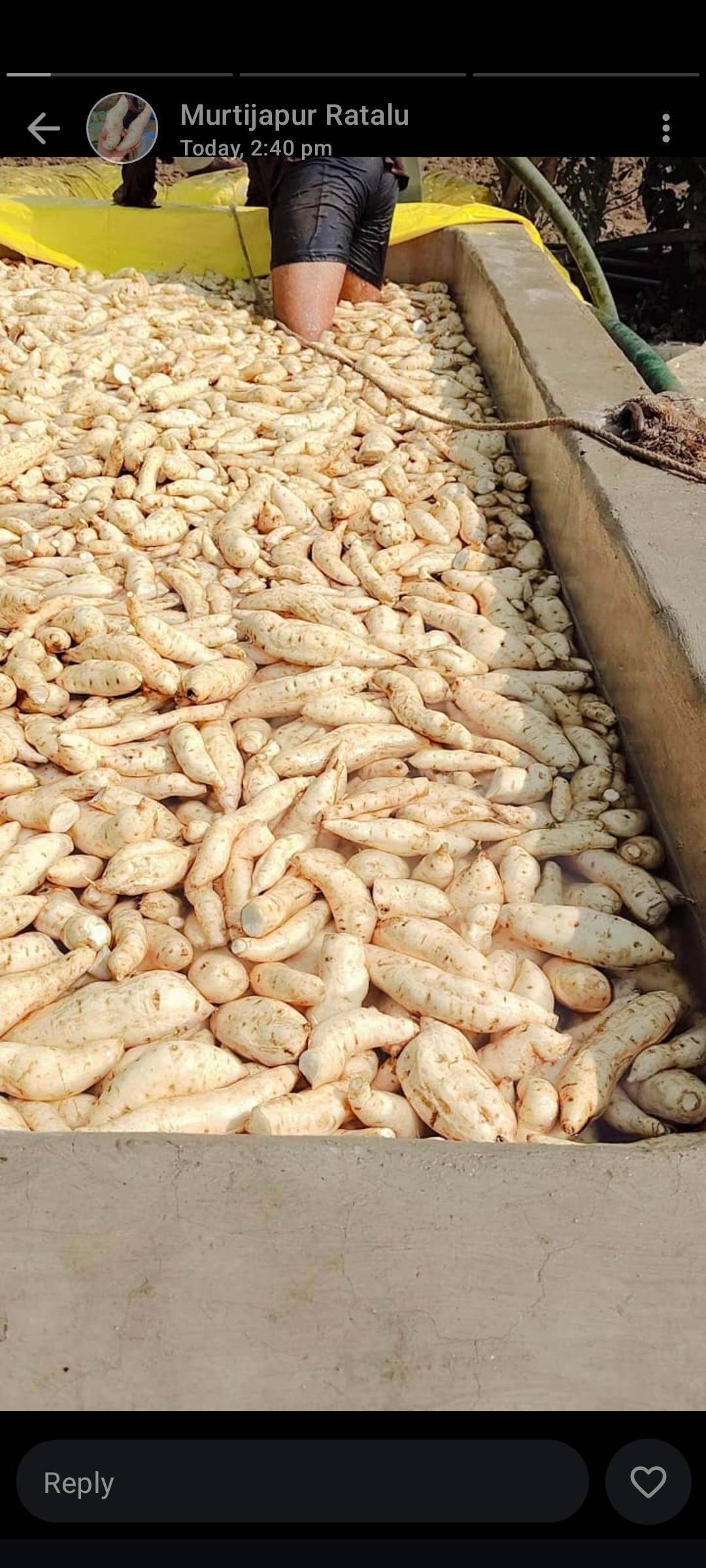 white sweet patato बिक्री के लिए, यवतमाल, महाराष्ट्र