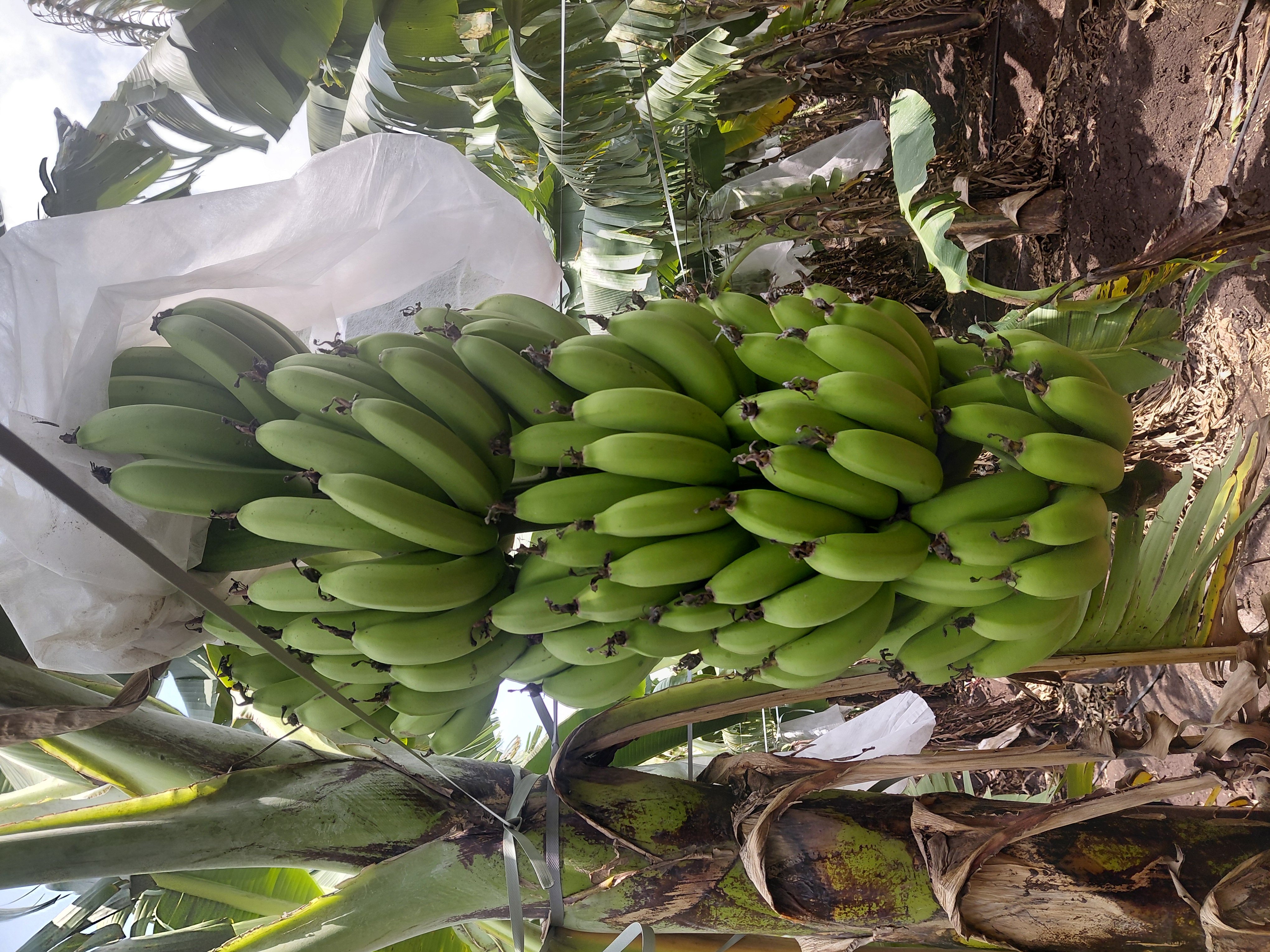 Banana Grand Naine (G9) Banana