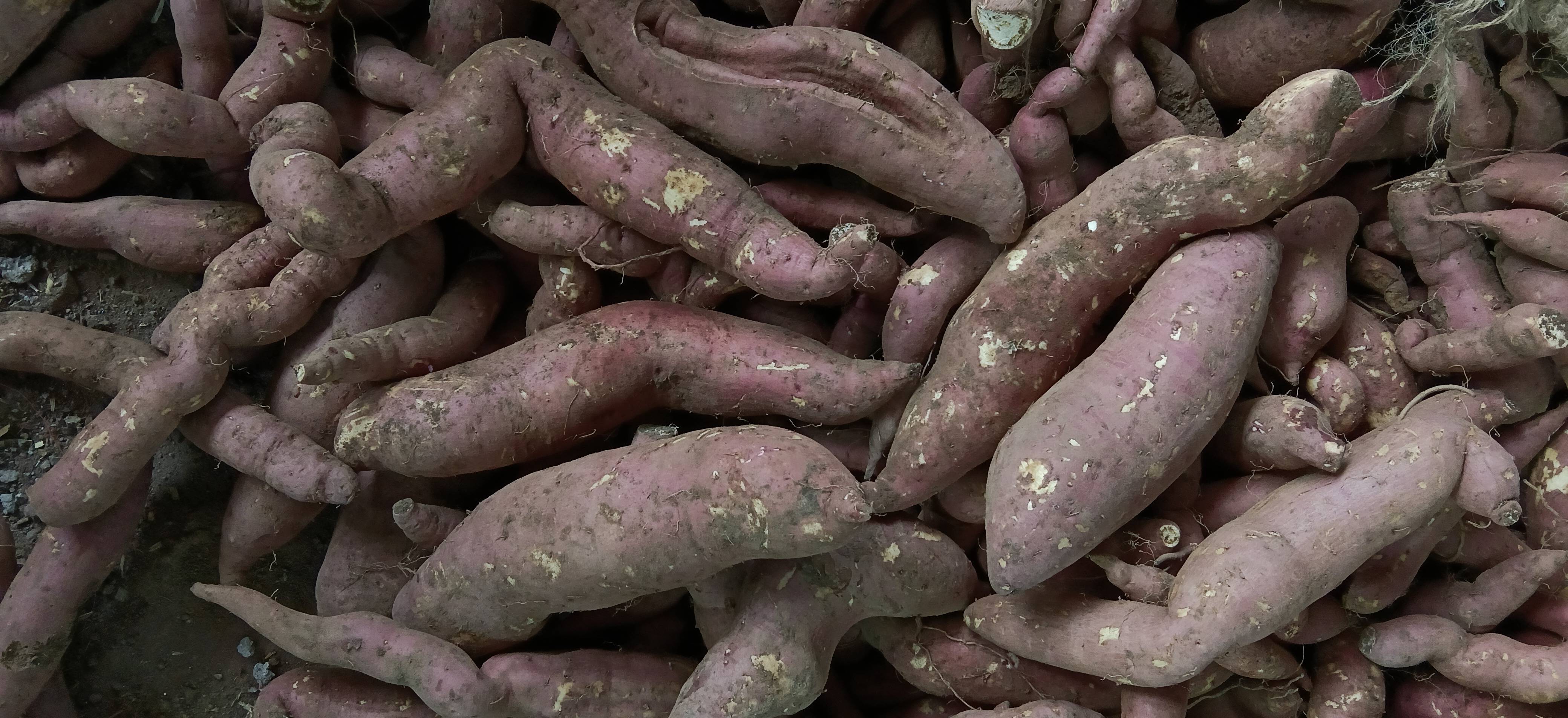 रताळे pink sweet potato