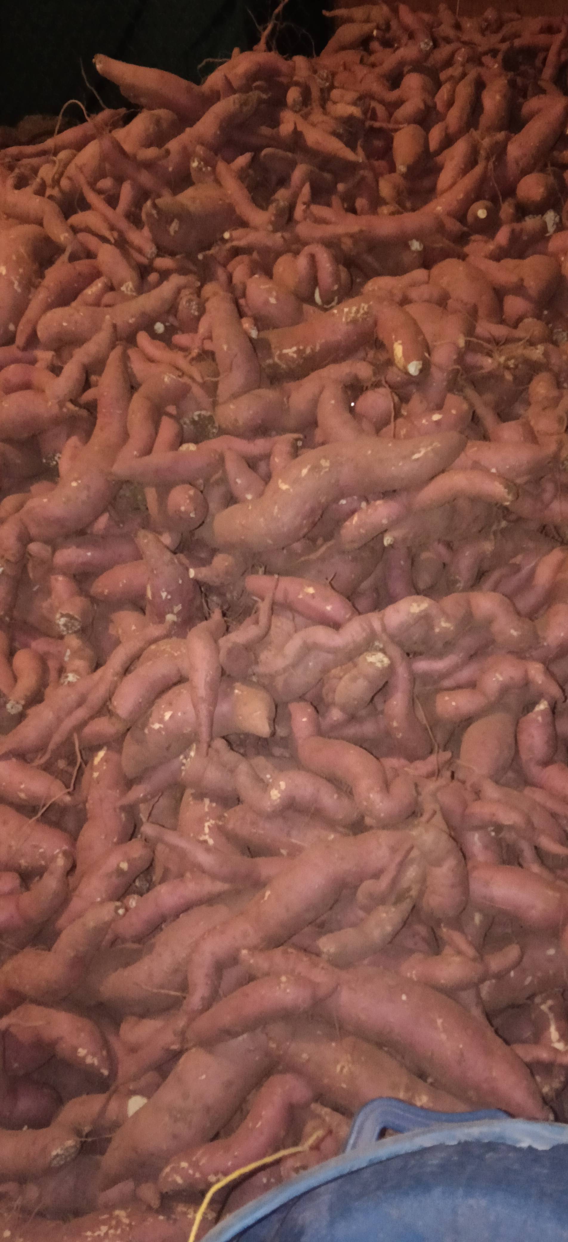pink sweet potato विक्रीसाठी, पुणे, महाराष्ट्र