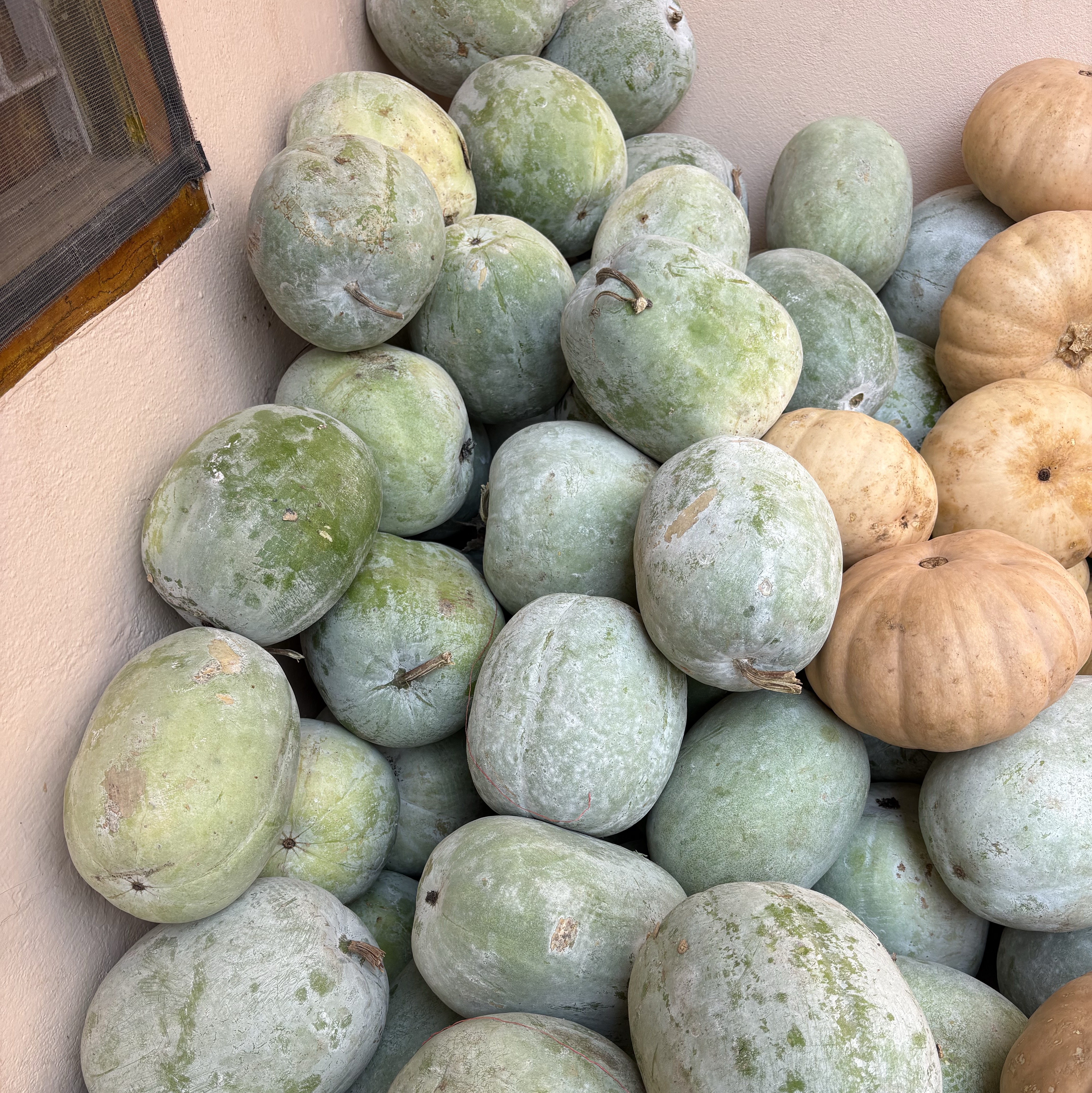 Ash Gourd Ash gourd
