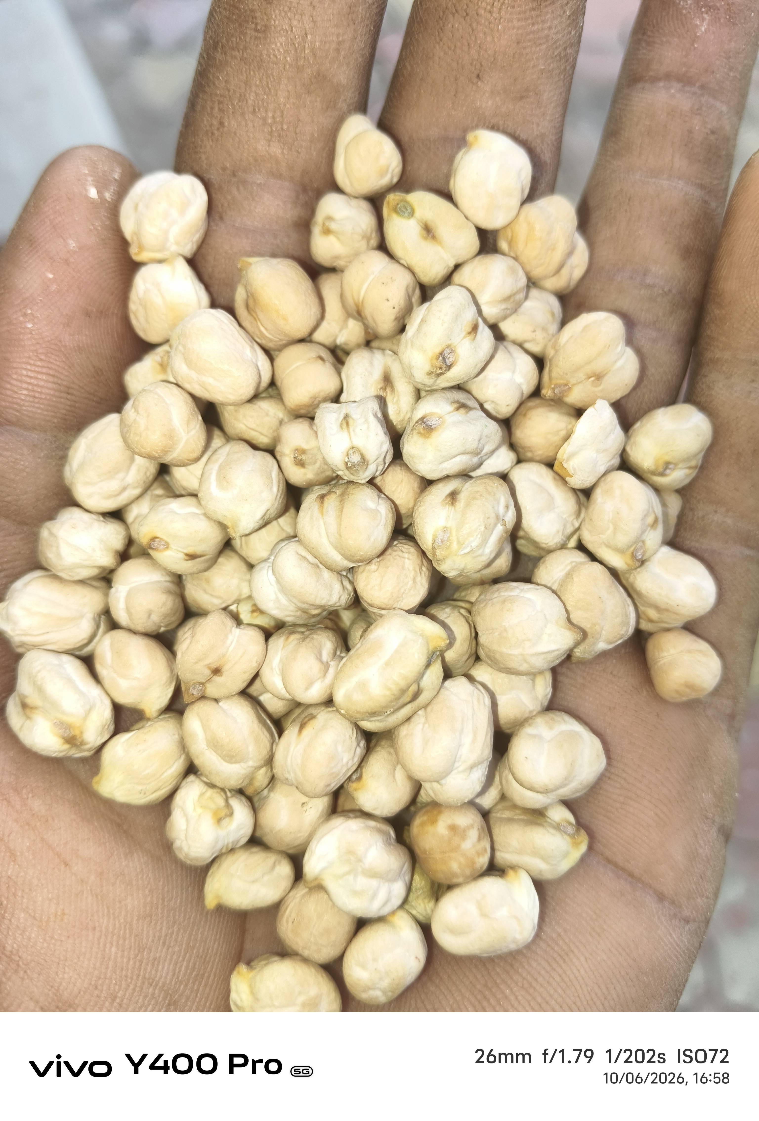 Doller Chana for sale in East Nimar, Madhya Pradesh