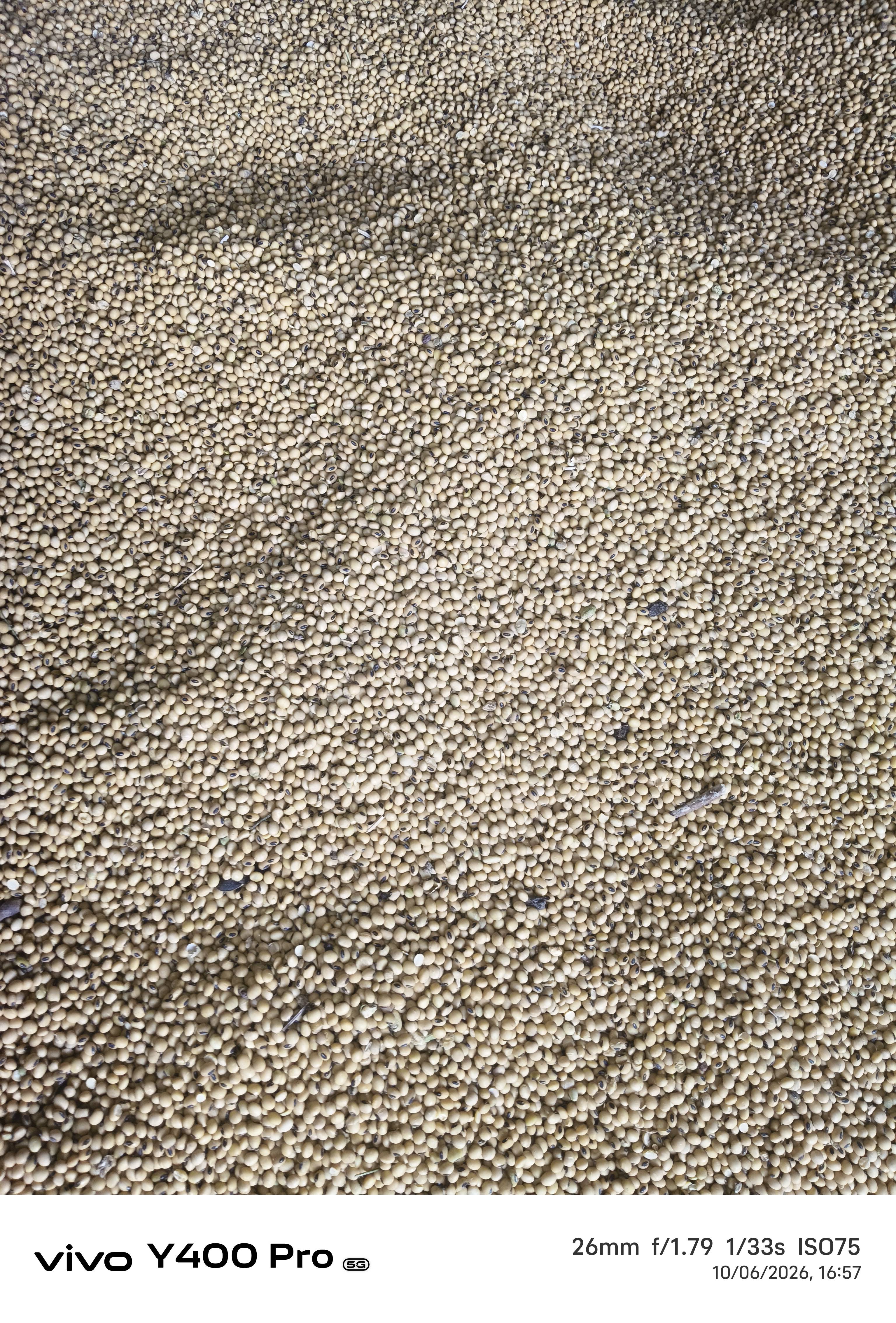 Yellow Soybean for sale in East Nimar, Madhya Pradesh